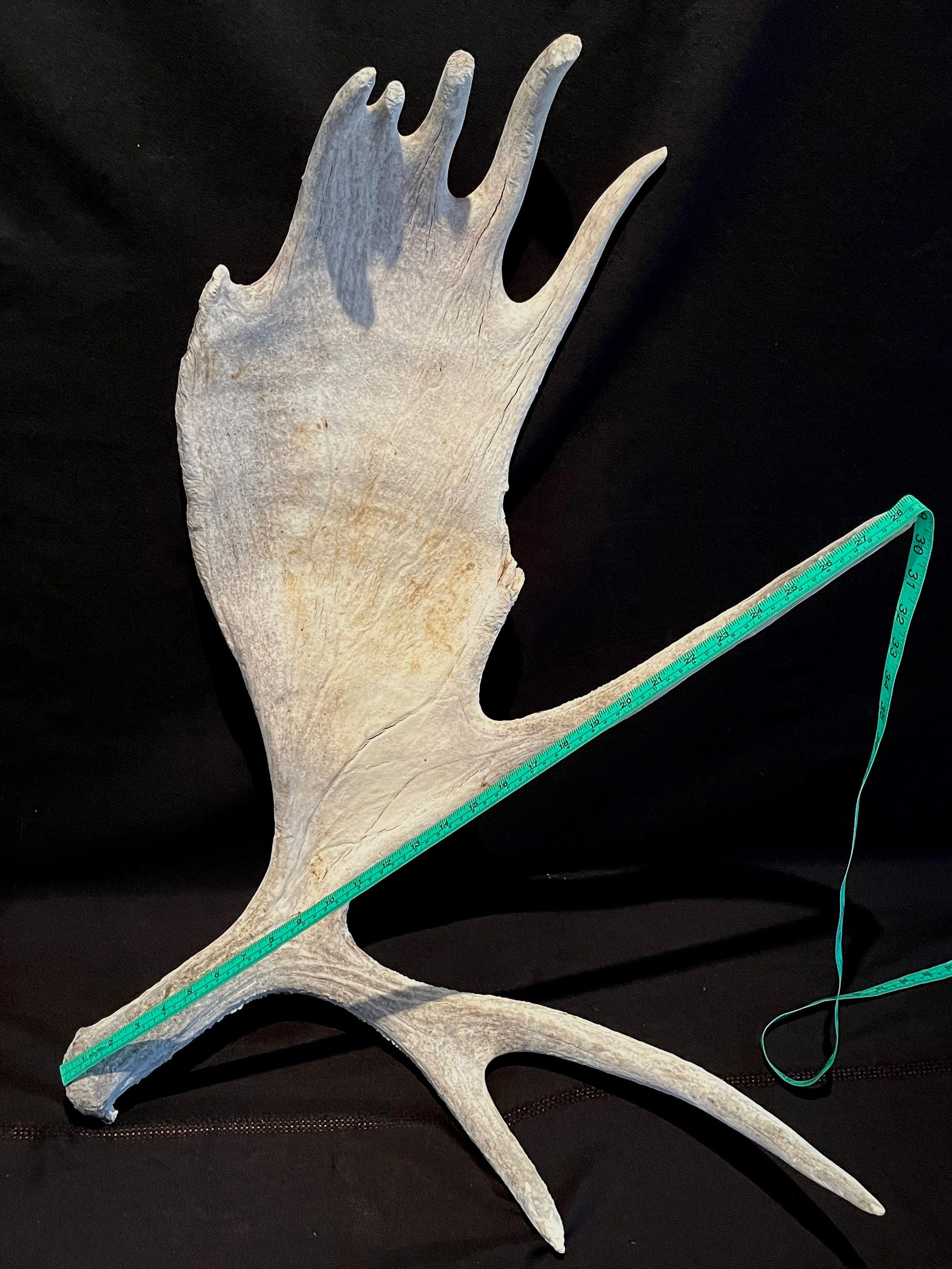 Large Bull Moose Antler. Extra Large - “Super Sized” premium bull moose antler for crafting decor and more!