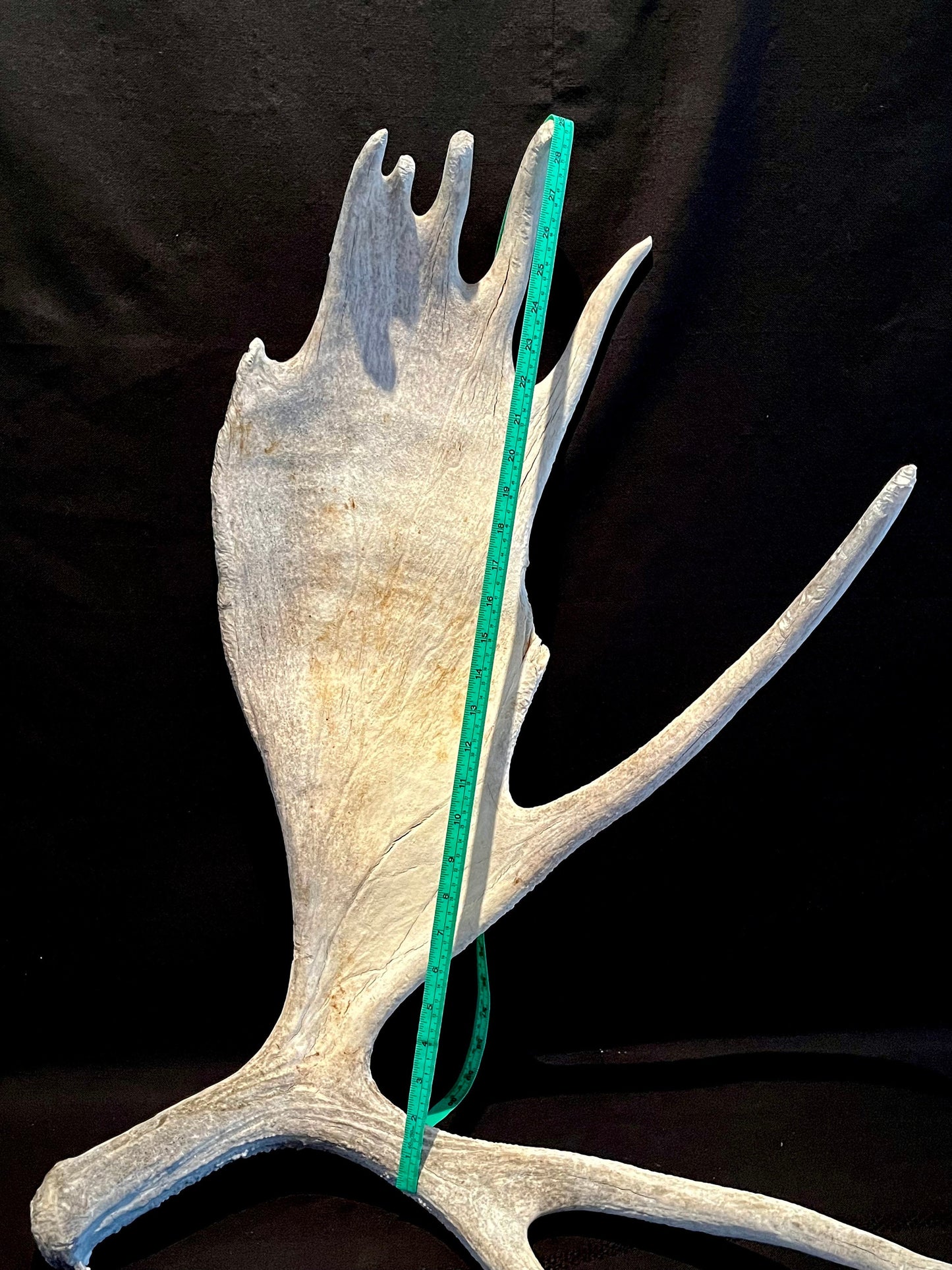 Large Bull Moose Antler. Extra Large - “Super Sized” premium bull moose antler for crafting decor and more!