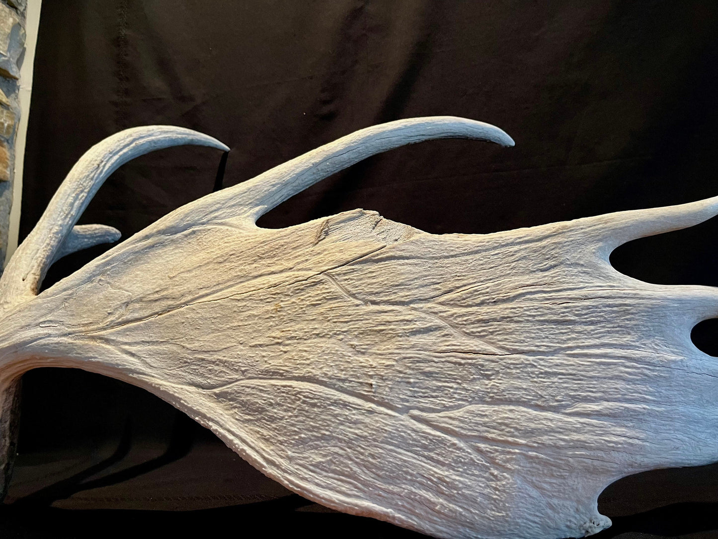 Large Bull Moose Antler. Extra Large - “Super Sized” premium bull moose antler for crafting decor and more!