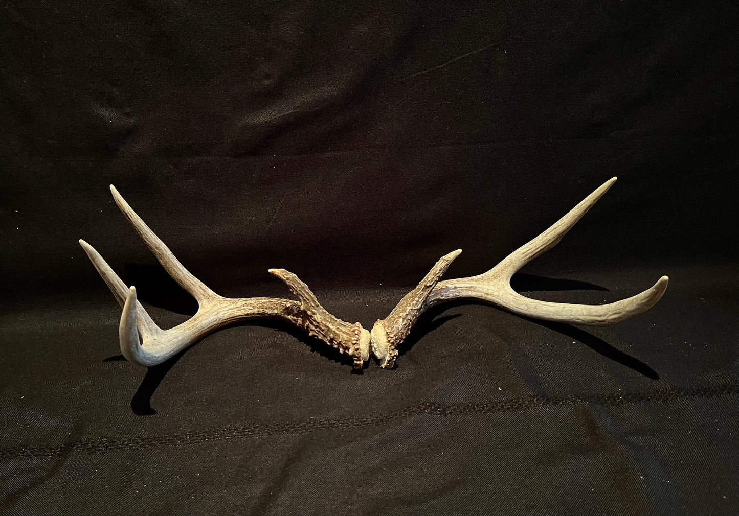 Deer Antlers - elegant White-tailed deer set for Crafting, Decor and More, from Alberta, Canada.