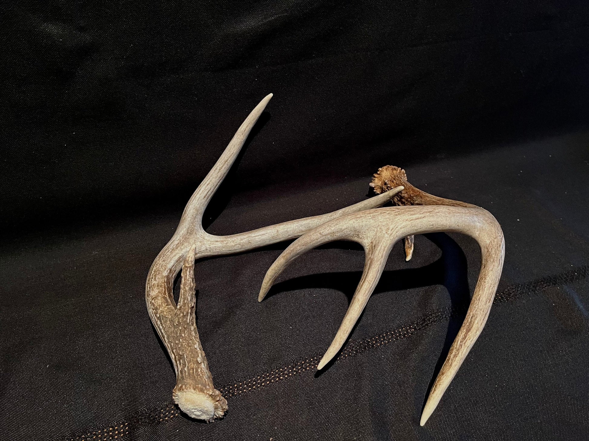 Deer Antlers - elegant White-tailed deer set for Crafting, Decor and More, from Alberta, Canada.