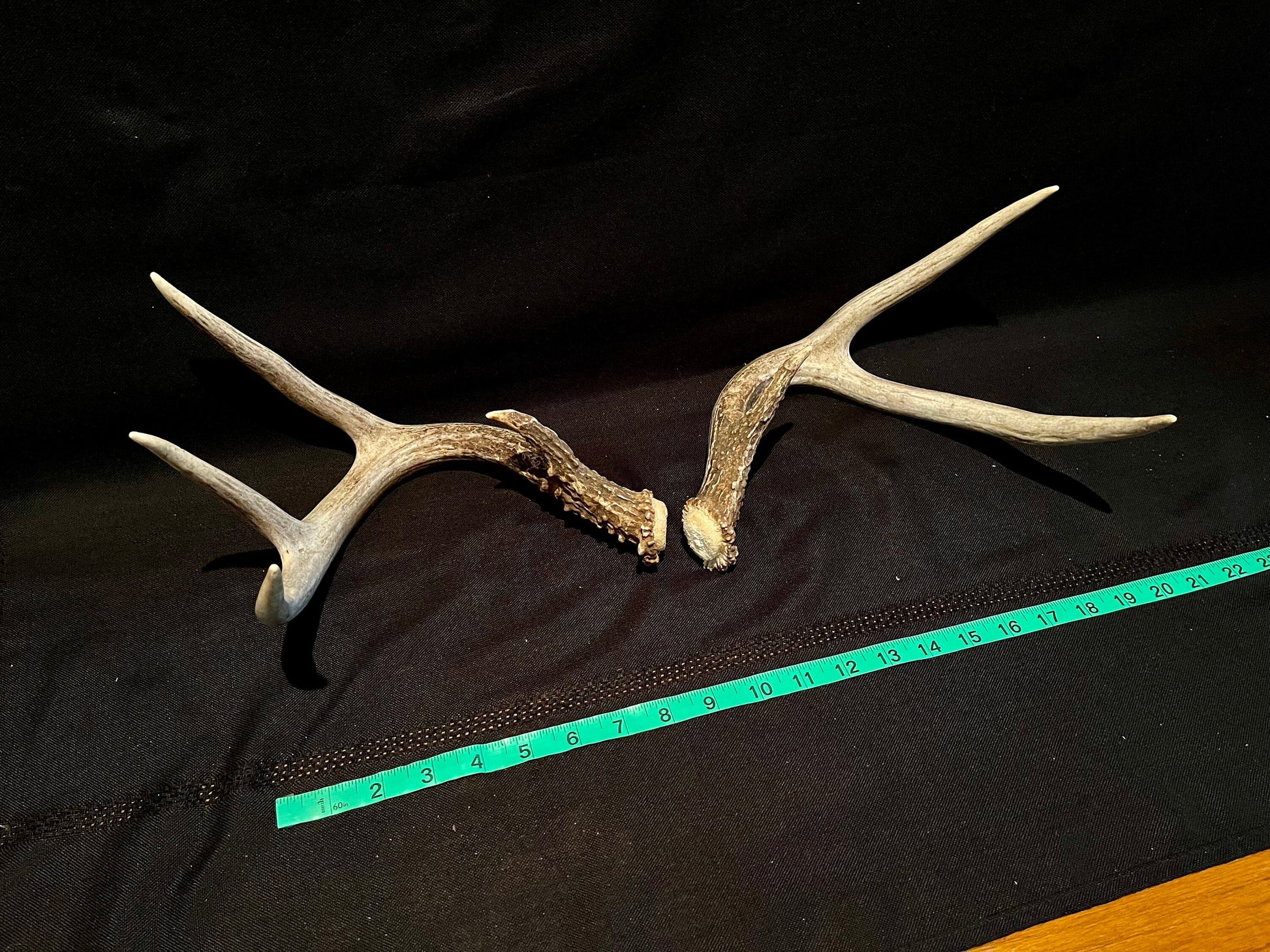 Deer Antlers - elegant White-tailed deer set for Crafting, Decor and More, from Alberta, Canada.