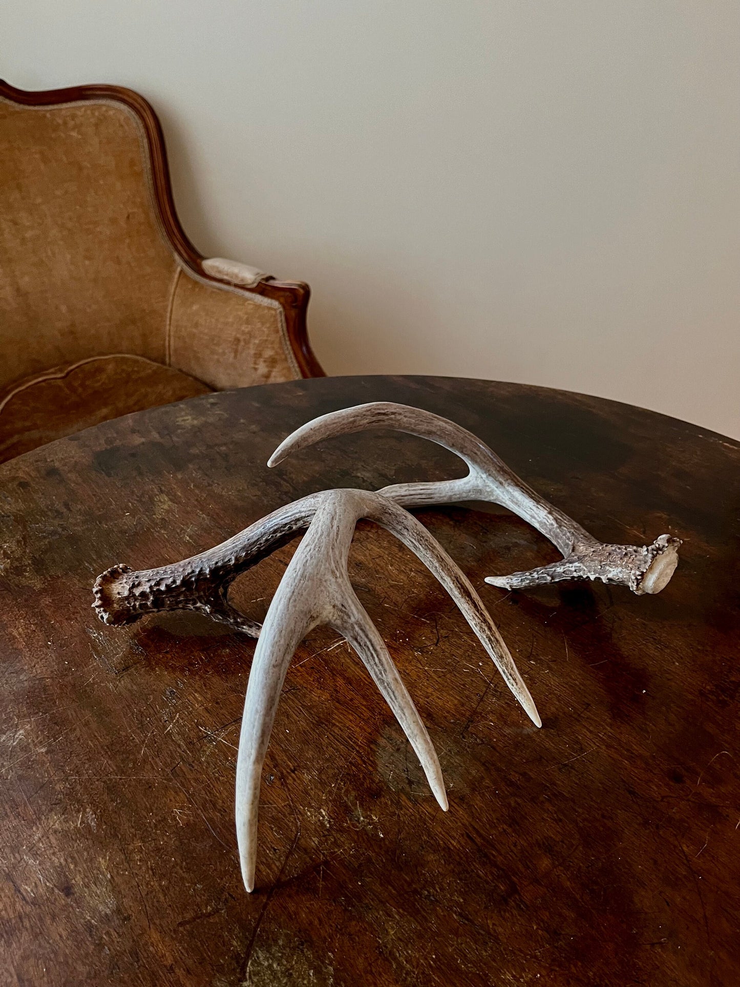 Deer Antlers - elegant White-tailed deer set for Crafting, Decor and More, from Alberta, Canada.