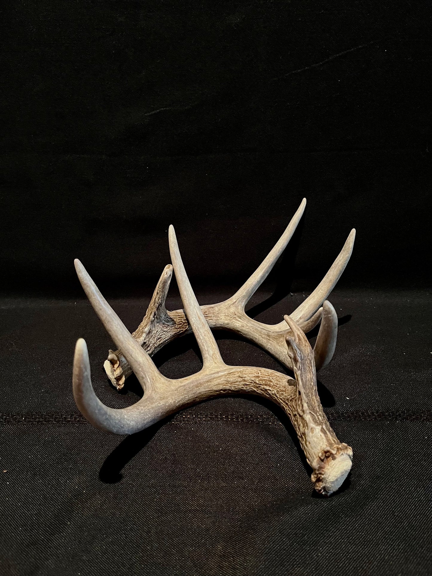 Deer Antlers - matched Whitetailed deer set. Pair of Antlers from an Alberta Whitetail deer.