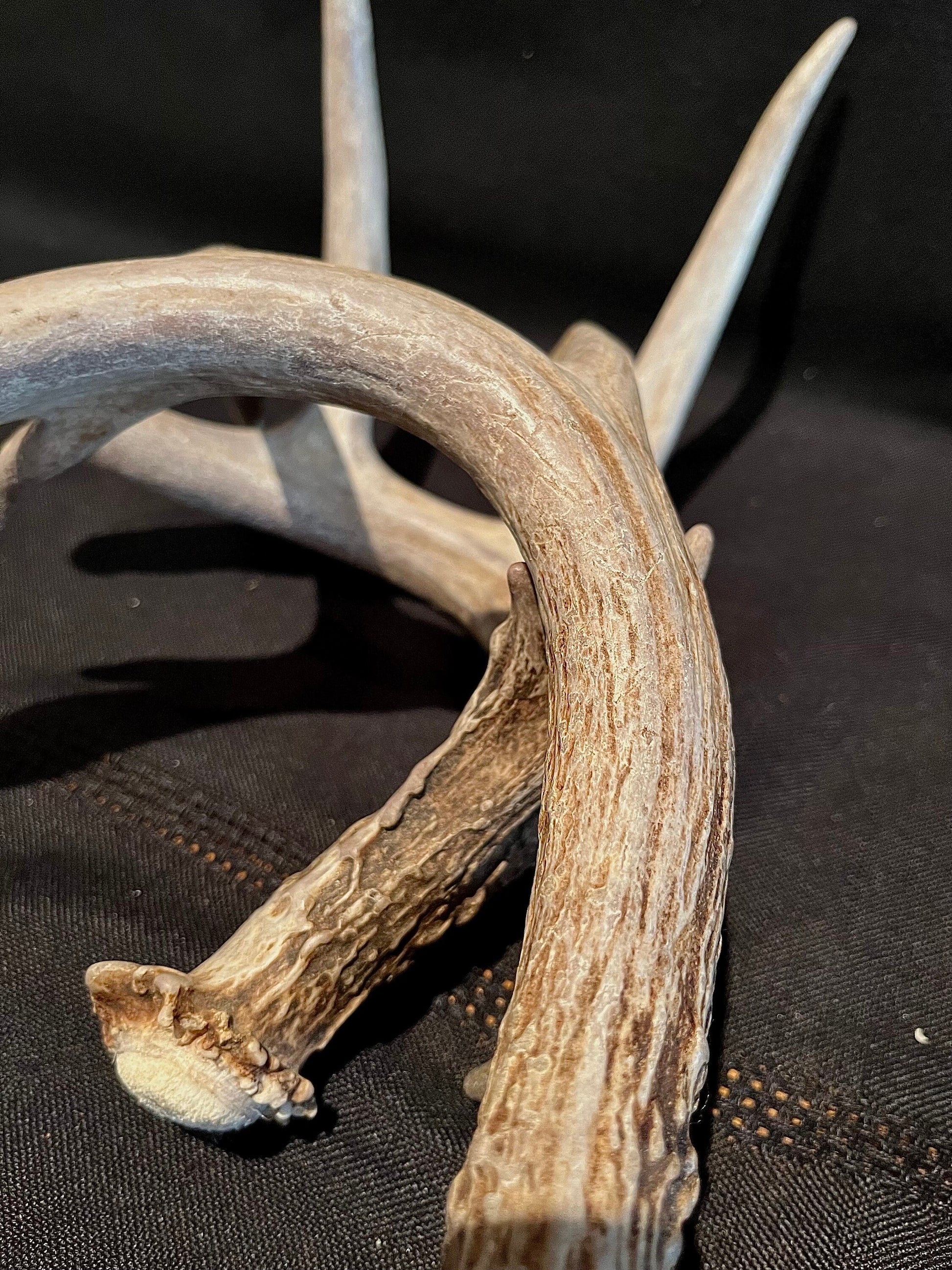 Deer Antlers - matched Whitetailed deer set. Pair of Antlers from an Alberta Whitetail deer.