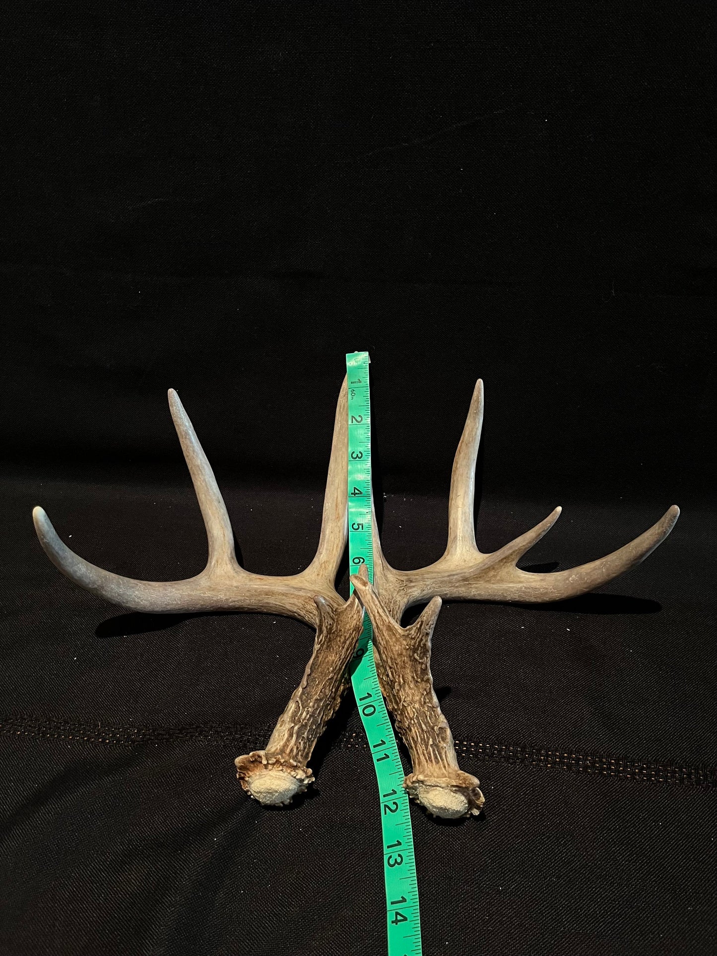 Deer Antlers - matched Whitetailed deer set. Pair of Antlers from an Alberta Whitetail deer.