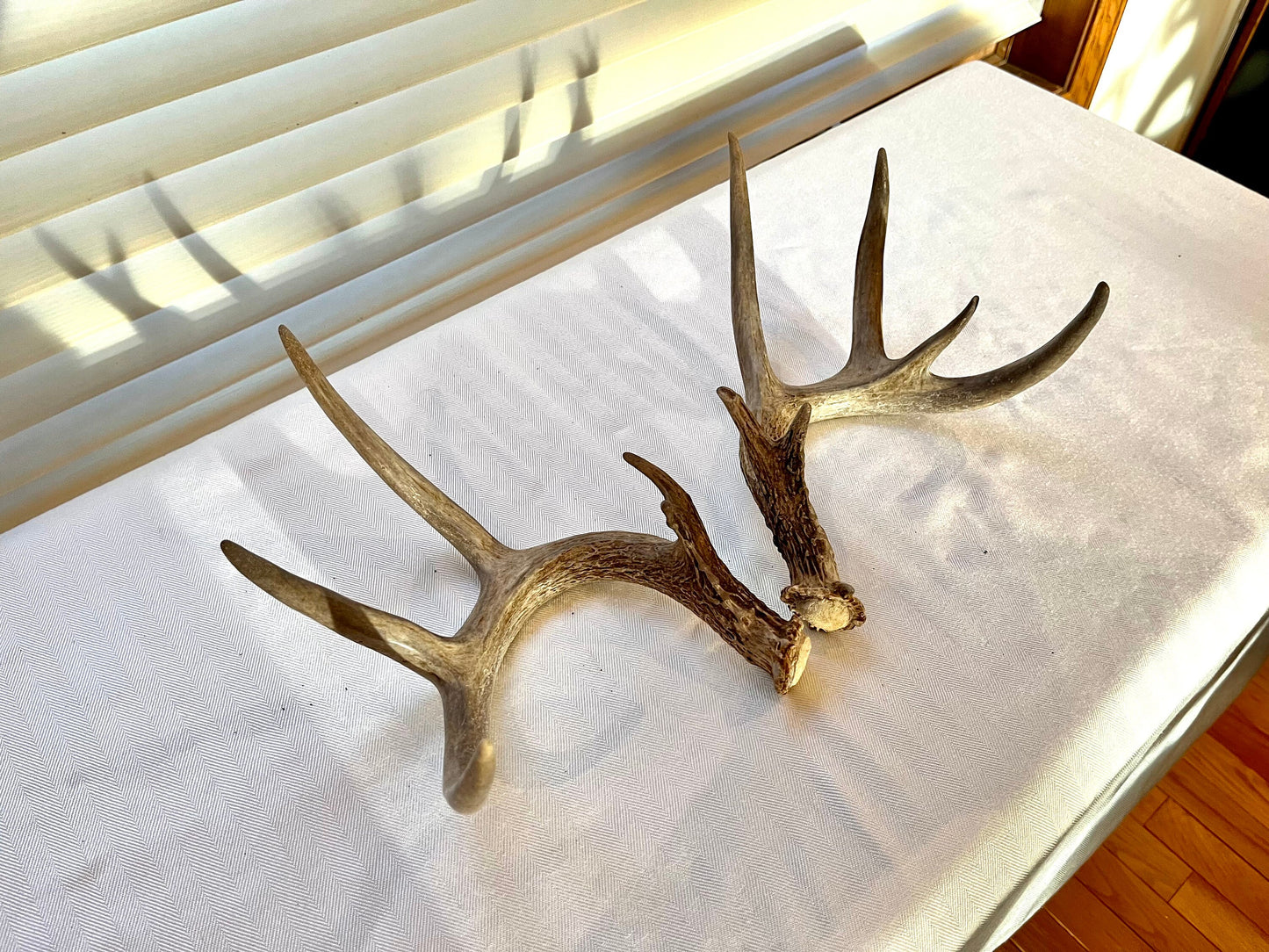 Deer Antlers - matched Whitetailed deer set. Pair of Antlers from an Alberta Whitetail deer.