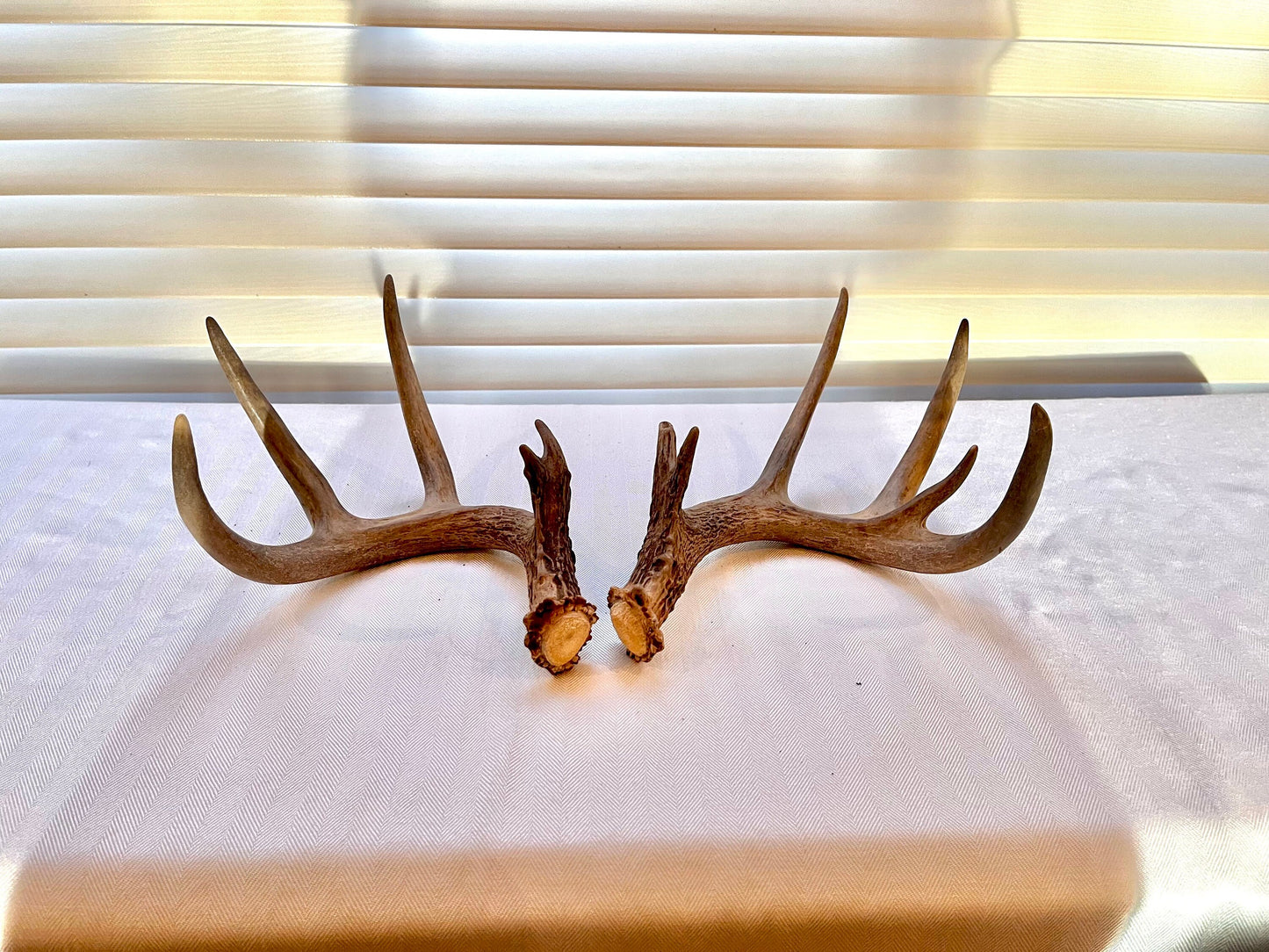 Deer Antlers - matched Whitetailed deer set. Pair of Antlers from an Alberta Whitetail deer.