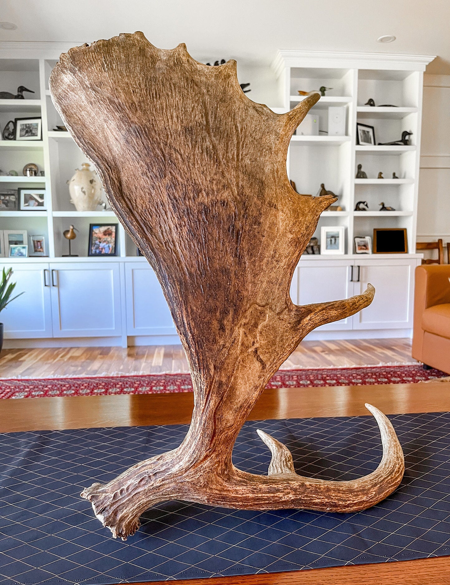 Large Bull Moose Antler. Extra Large - “Super Sized” premium bull moose antler for crafting decor and more!