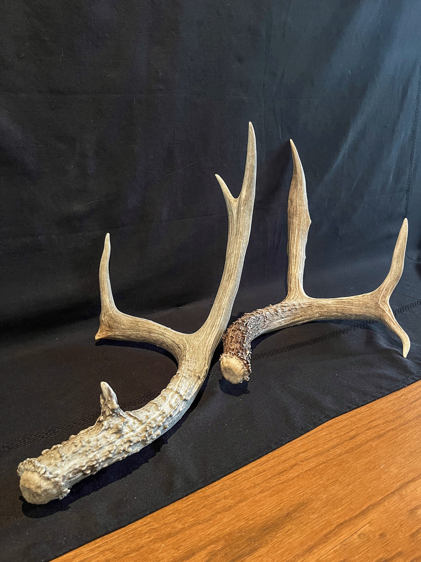 Matching Set of Mule Deer Antlers. Antlers. Mule Deer. Canadian Deer Antler.