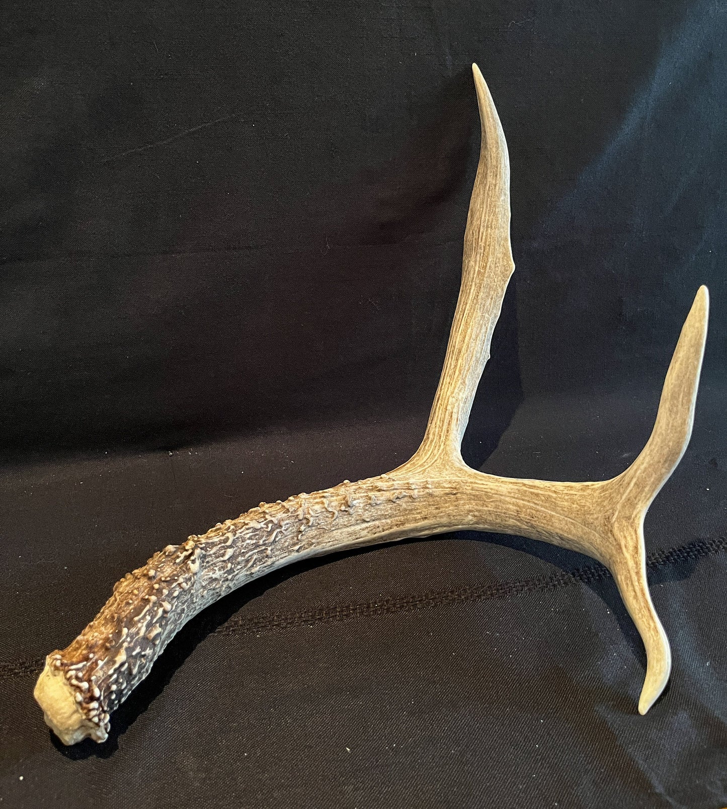 Matching Set of Mule Deer Antlers. Antlers. Mule Deer. Canadian Deer Antler.