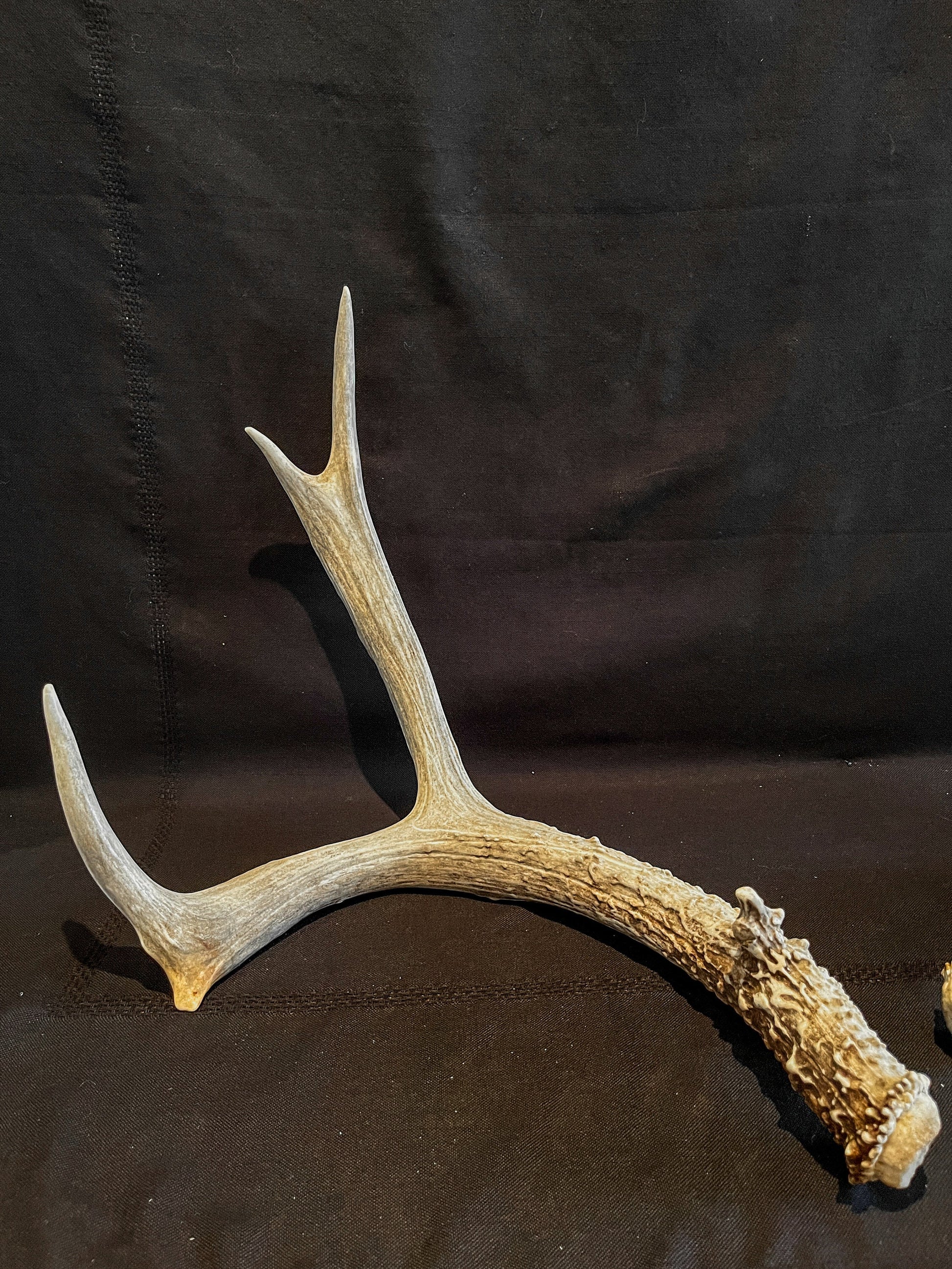 Matching Set of Mule Deer Antlers. Antlers. Mule Deer. Canadian Deer Antler.