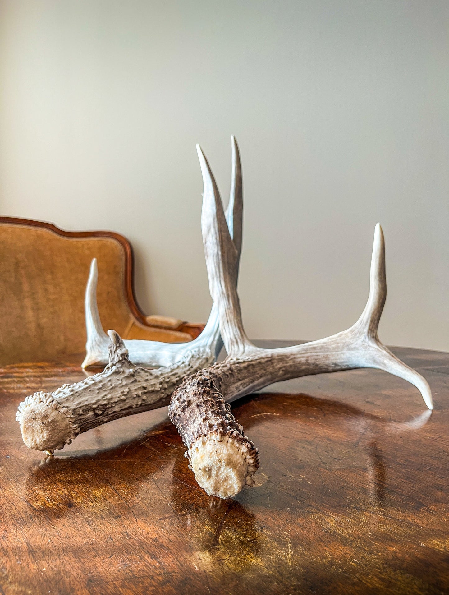 Matching Set of Mule Deer Antlers. Antlers. Mule Deer. Canadian Deer Antler.