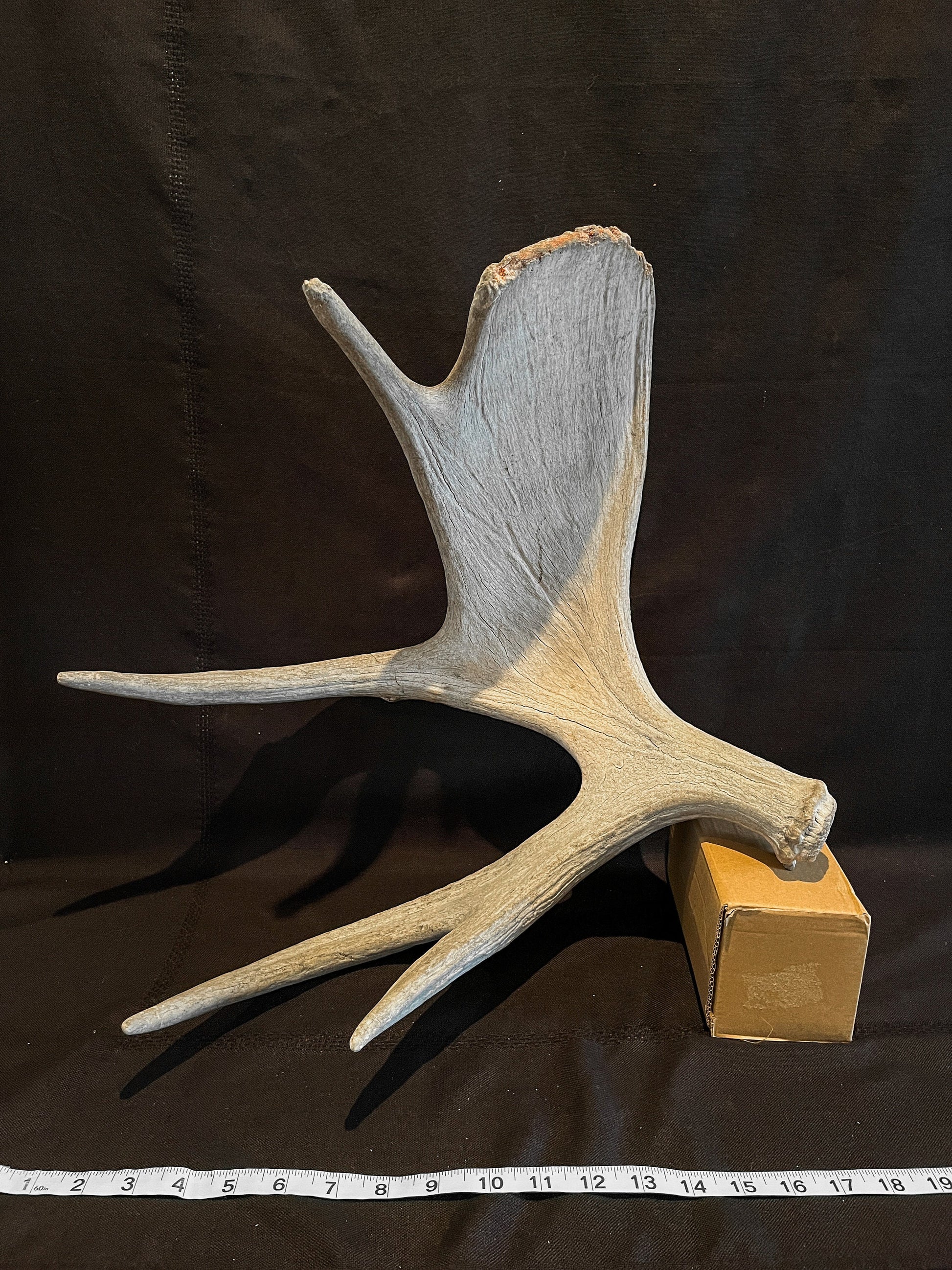 Bull Moose Antler. Crafting. Decor. Centrepiece. Shelftop. Farmhouse.