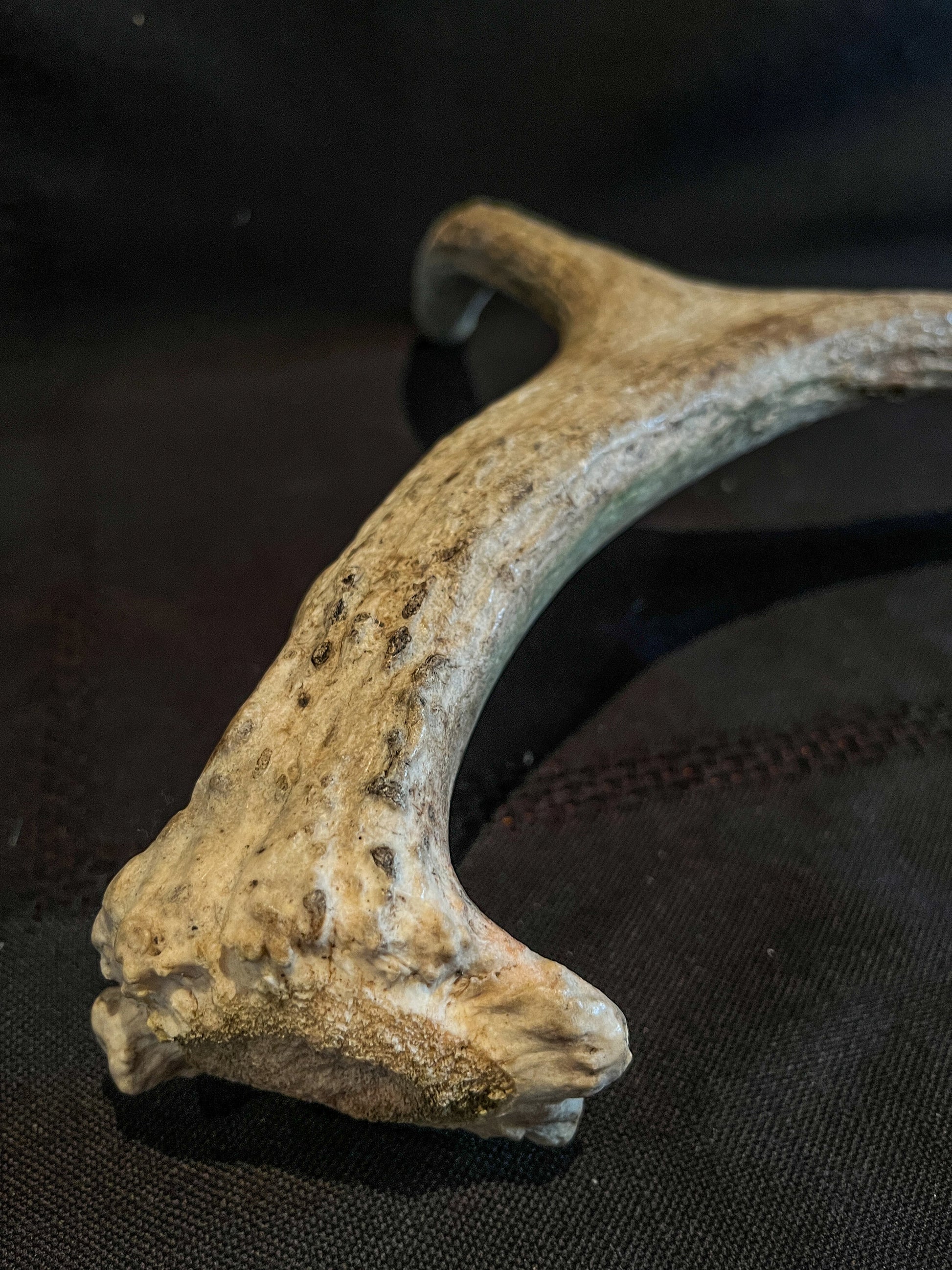 Small Moose Antler. Old Bull Moose Antler. Crafting, Decor, Interior Design, and More.