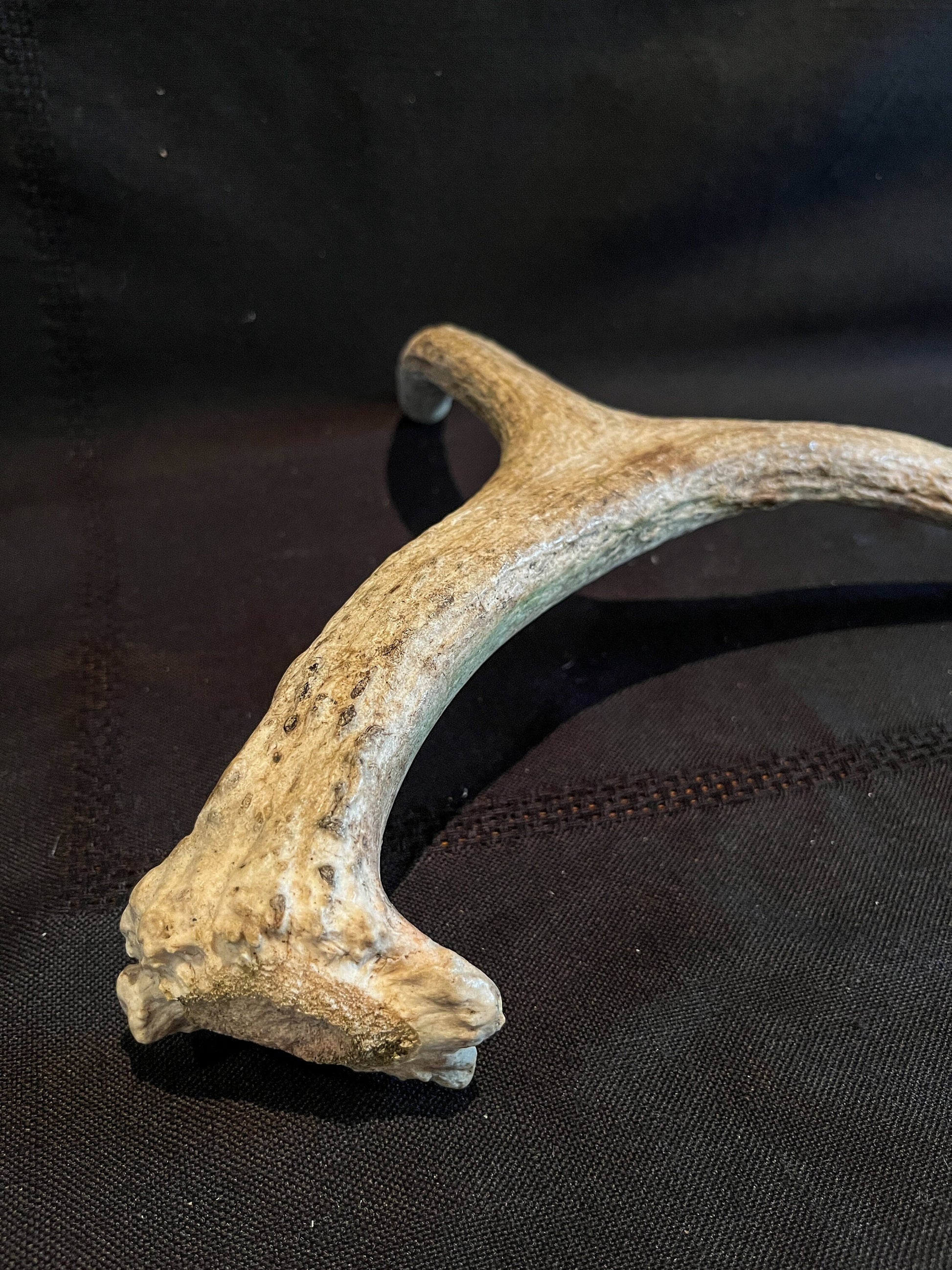 Small Moose Antler. Old Bull Moose Antler. Crafting, Decor, Interior Design, and More.