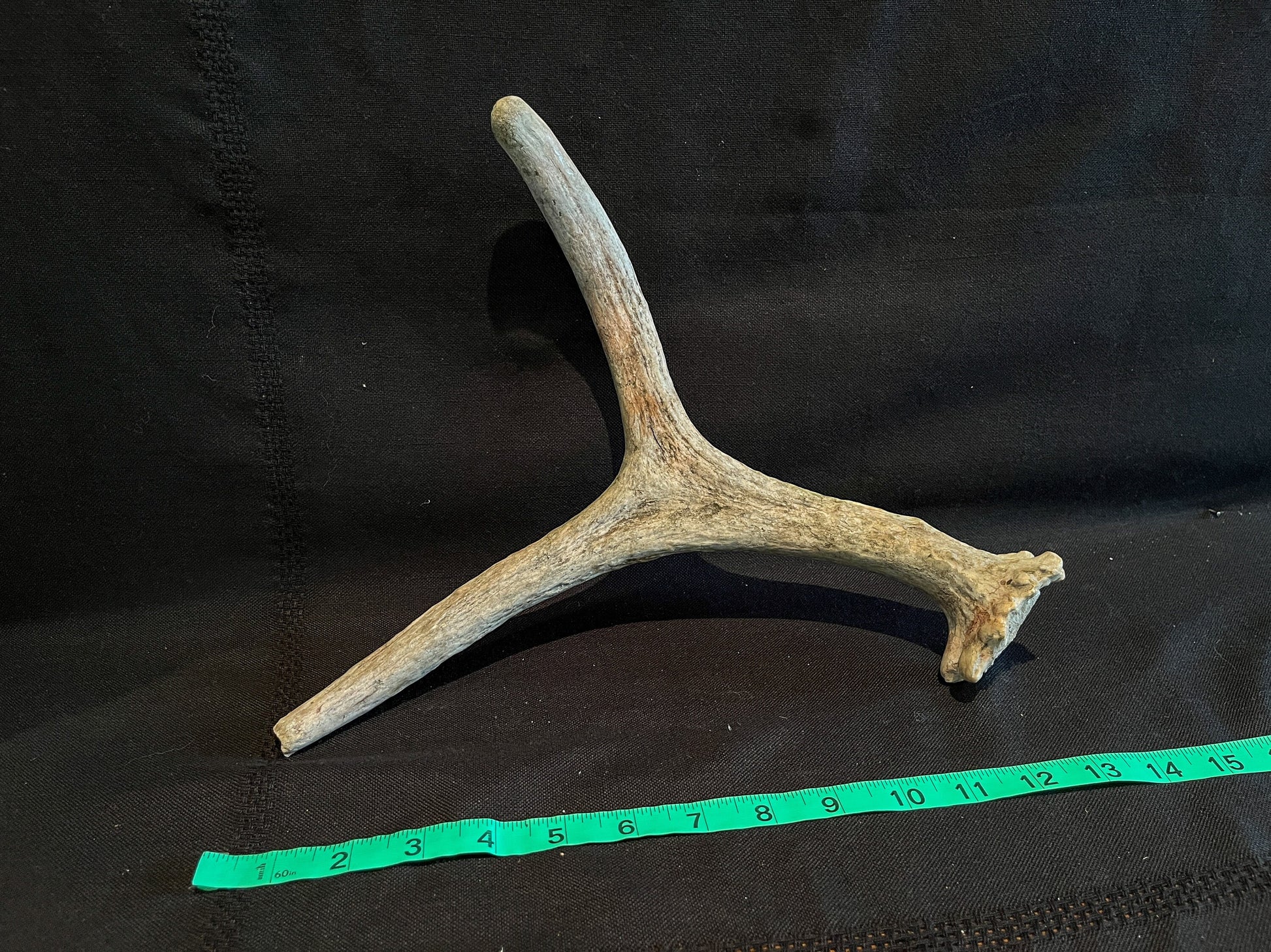 Small Moose Antler. Old Bull Moose Antler. Crafting, Decor, Interior Design, and More.