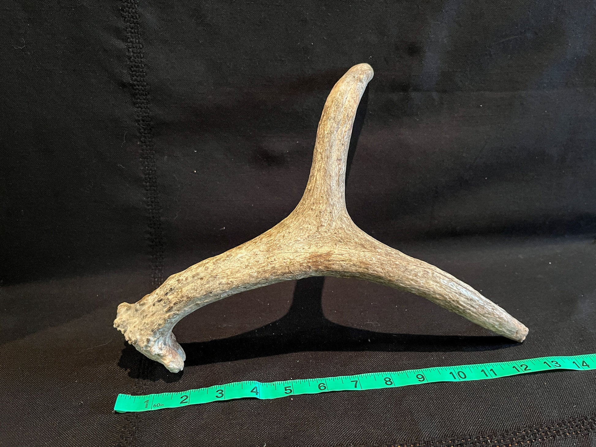 Small Moose Antler. Old Bull Moose Antler. Crafting, Decor, Interior Design, and More.