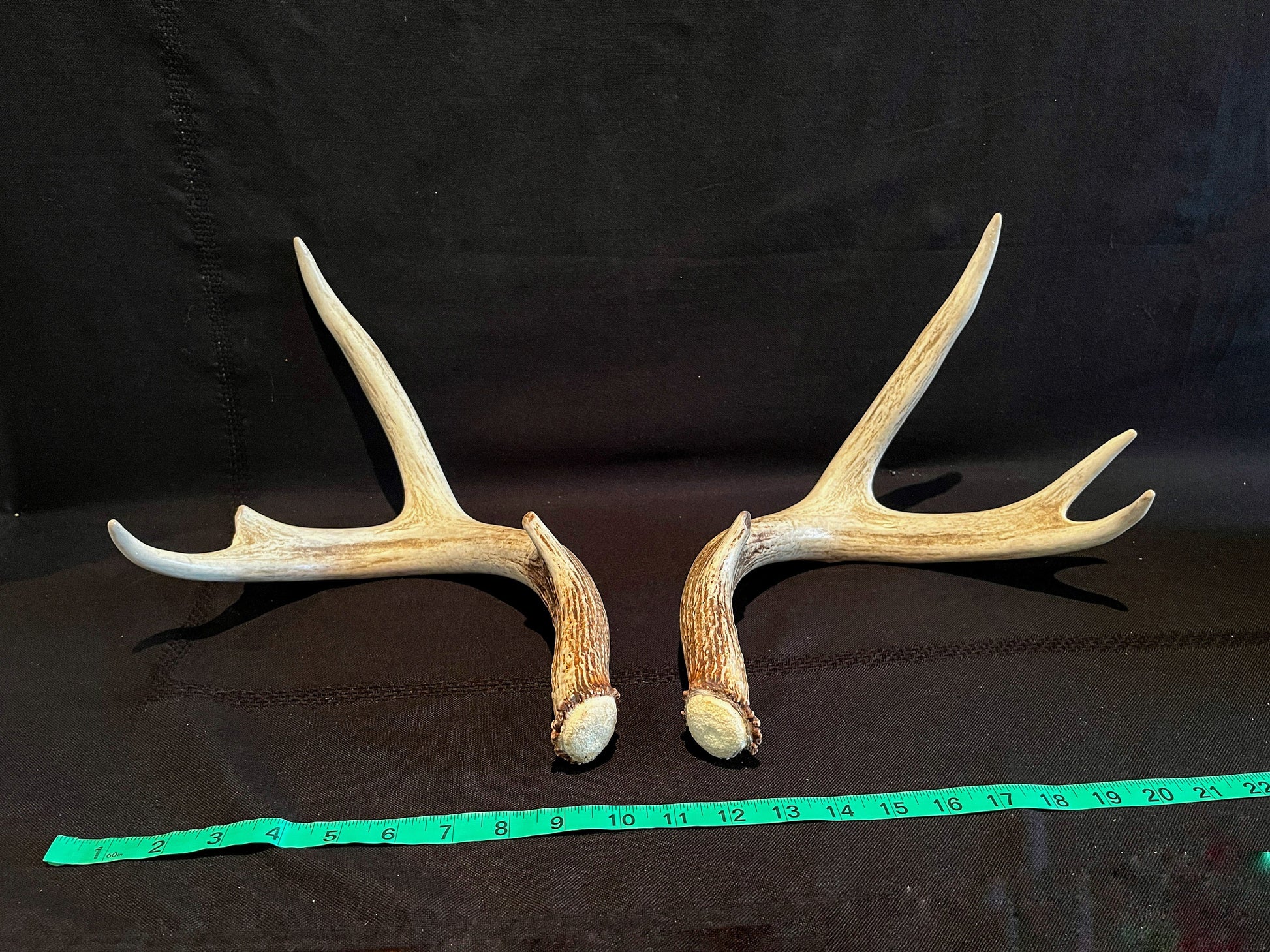 Whitetail Deer Antlers. Matching Brown Set. Decor, design, crafting and more!