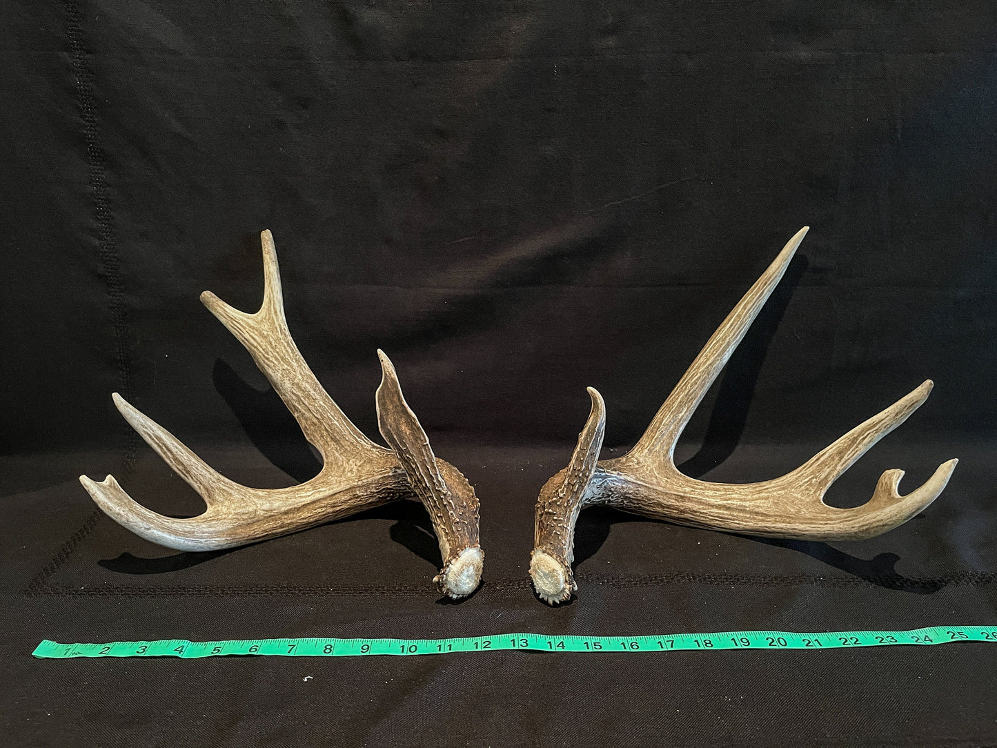 Deer Antlers - Whitetailed deer matching set. Wild Canadian Whitetail Buck Antlers.