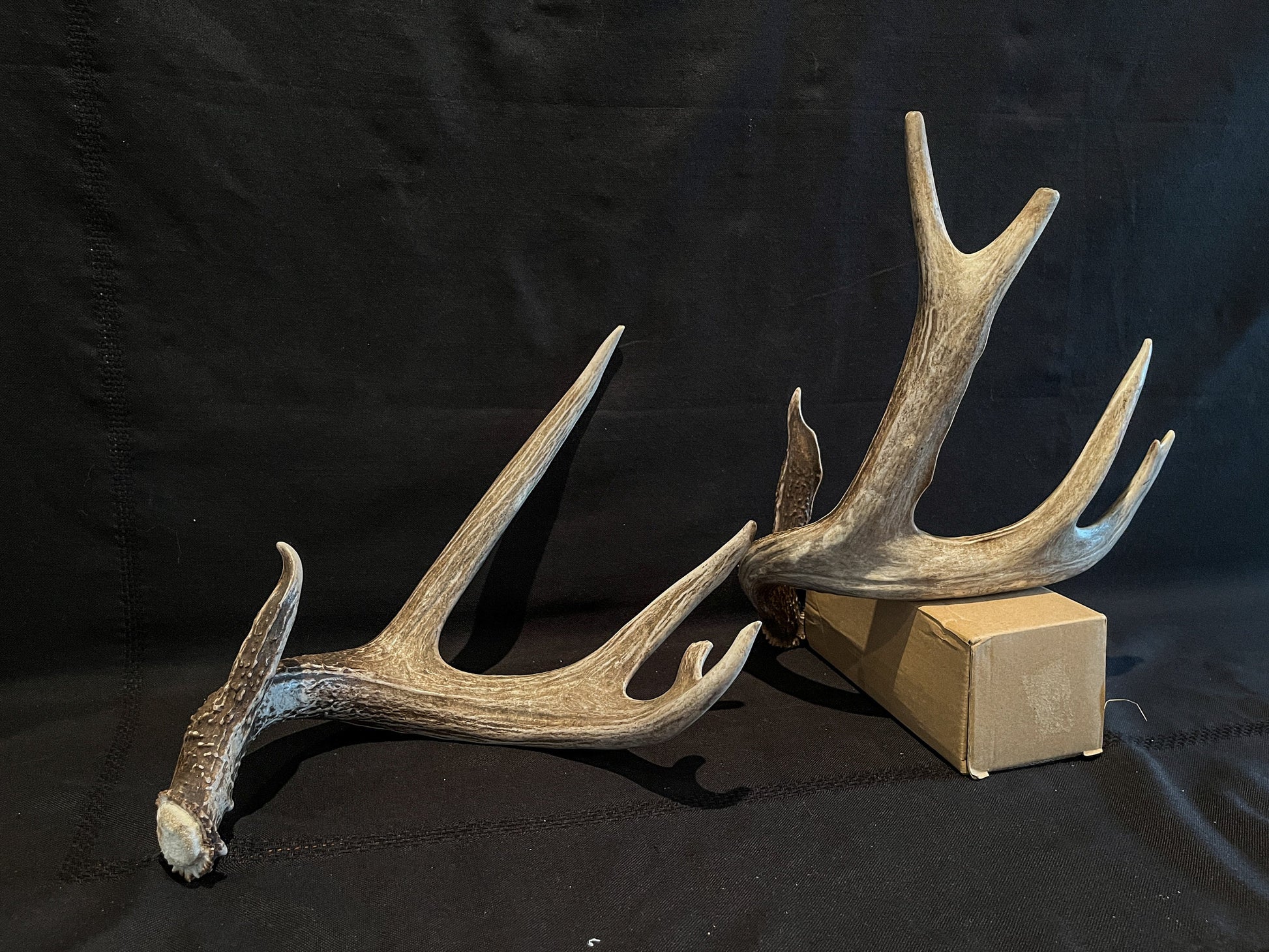 Deer Antlers - Whitetailed deer matching set. Wild Canadian Whitetail Buck Antlers.