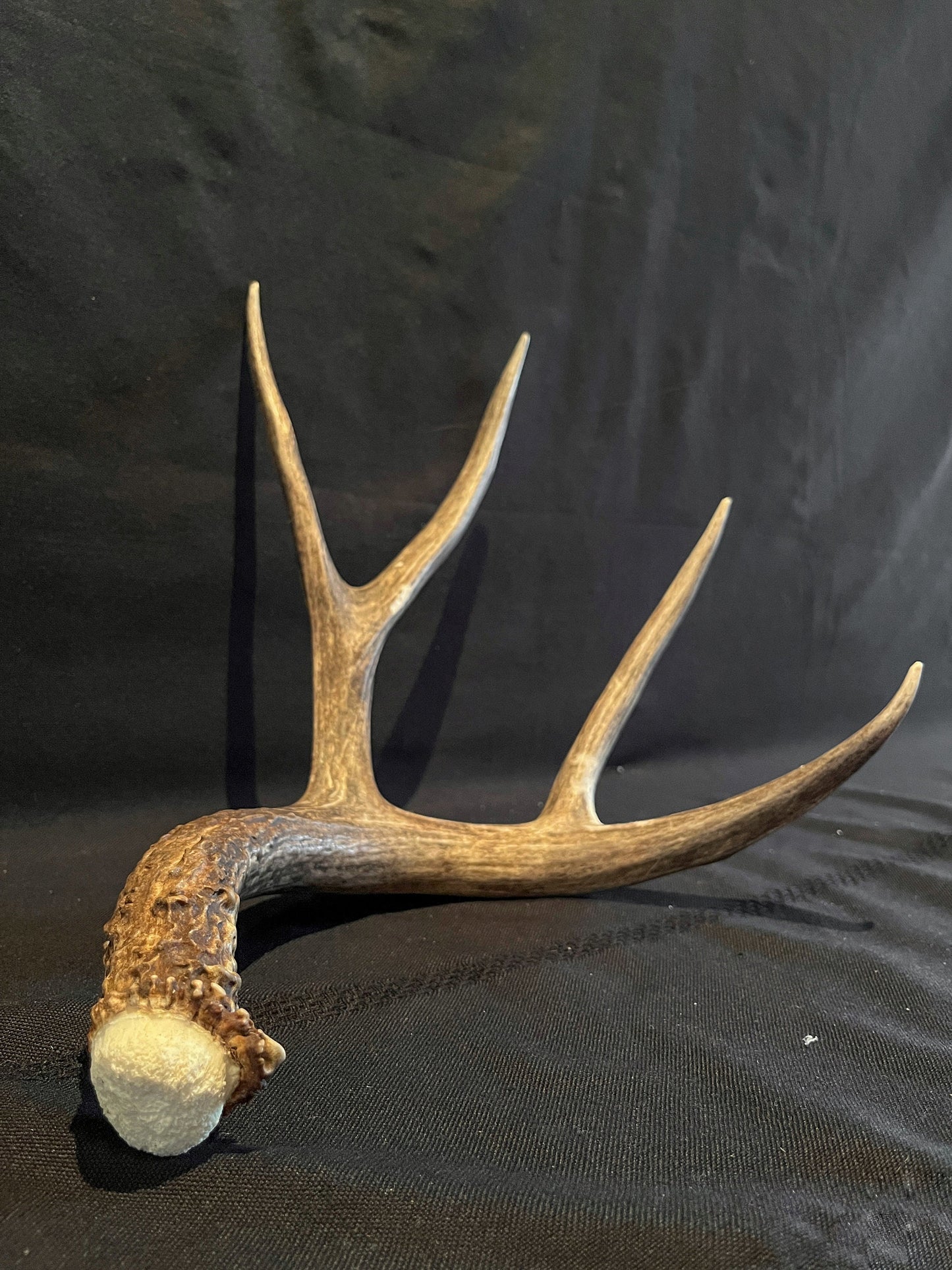 Mule Deer Antlers - Matched Set! Rustic Decor, Crafting and More