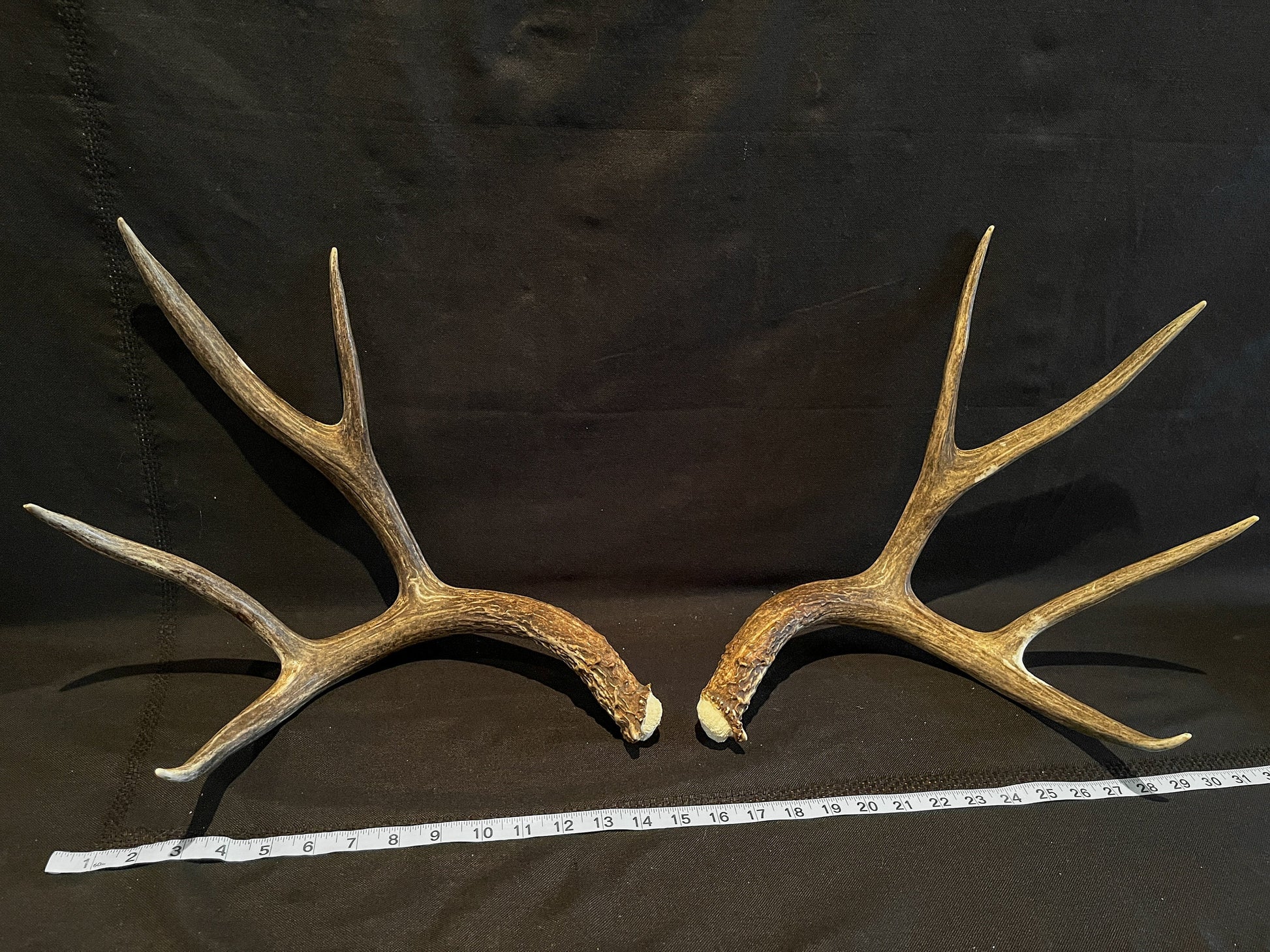 Mule Deer Antlers - Matched Set! Rustic Decor, Crafting and More