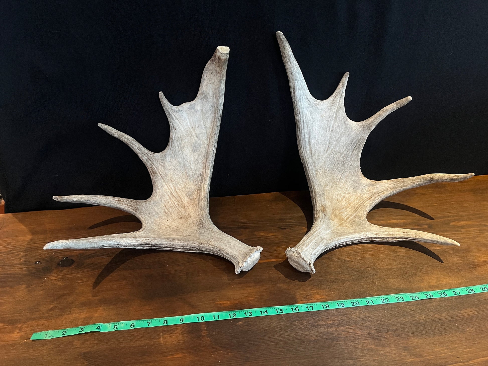 Moose Antler Pair. Medium Sized Canadian Moose Antlers - Crafting & Decor