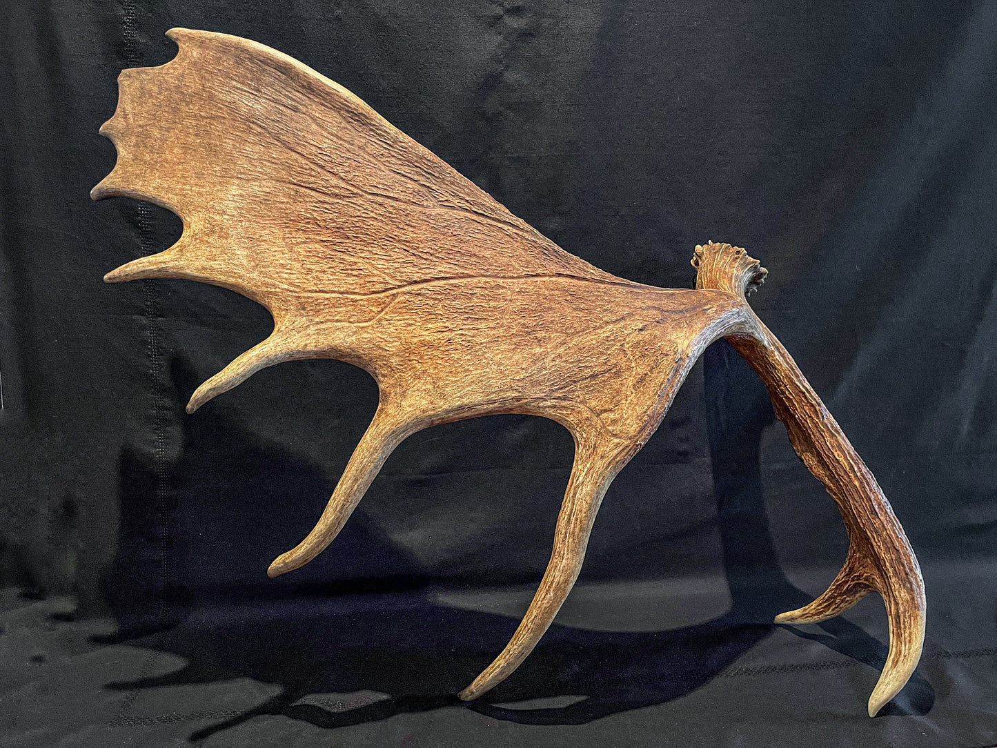 Large Bull Moose Antler. Enormous Wild Bull Moose Antler or “Paddle” for Decor, crafting and more