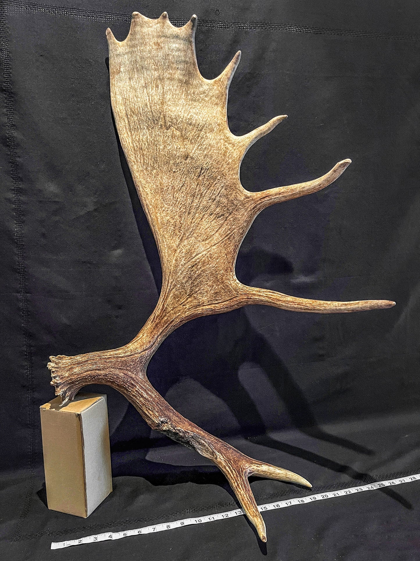 Large Bull Moose Antler. Enormous Wild Bull Moose Antler or “Paddle” for Decor, crafting and more