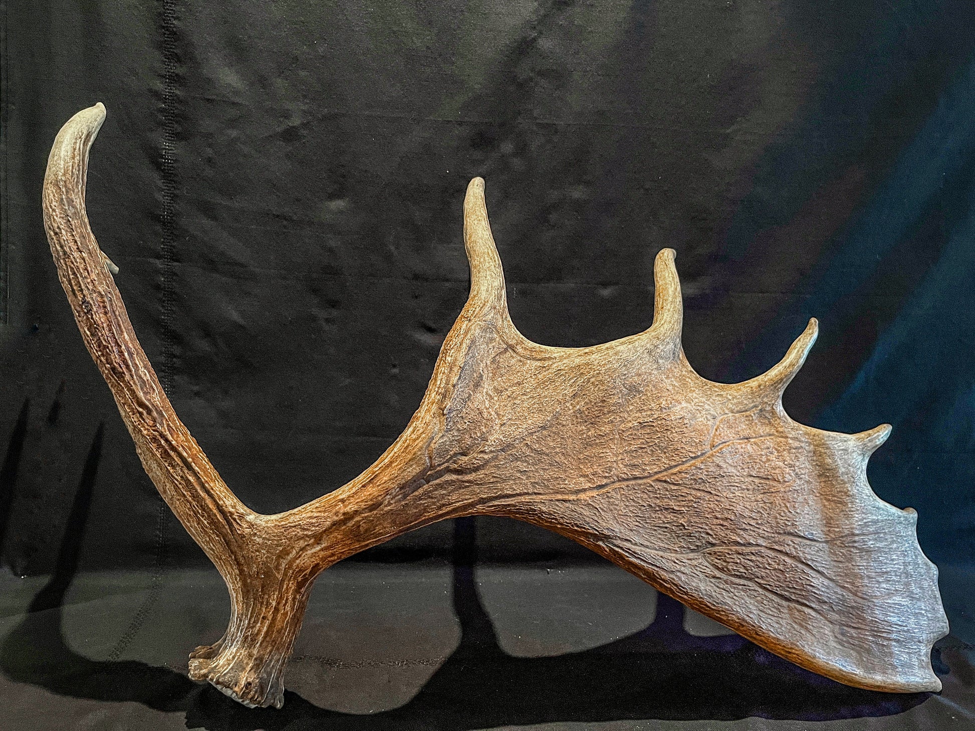 Large Bull Moose Antler. Enormous Wild Bull Moose Antler or “Paddle” for Decor, crafting and more