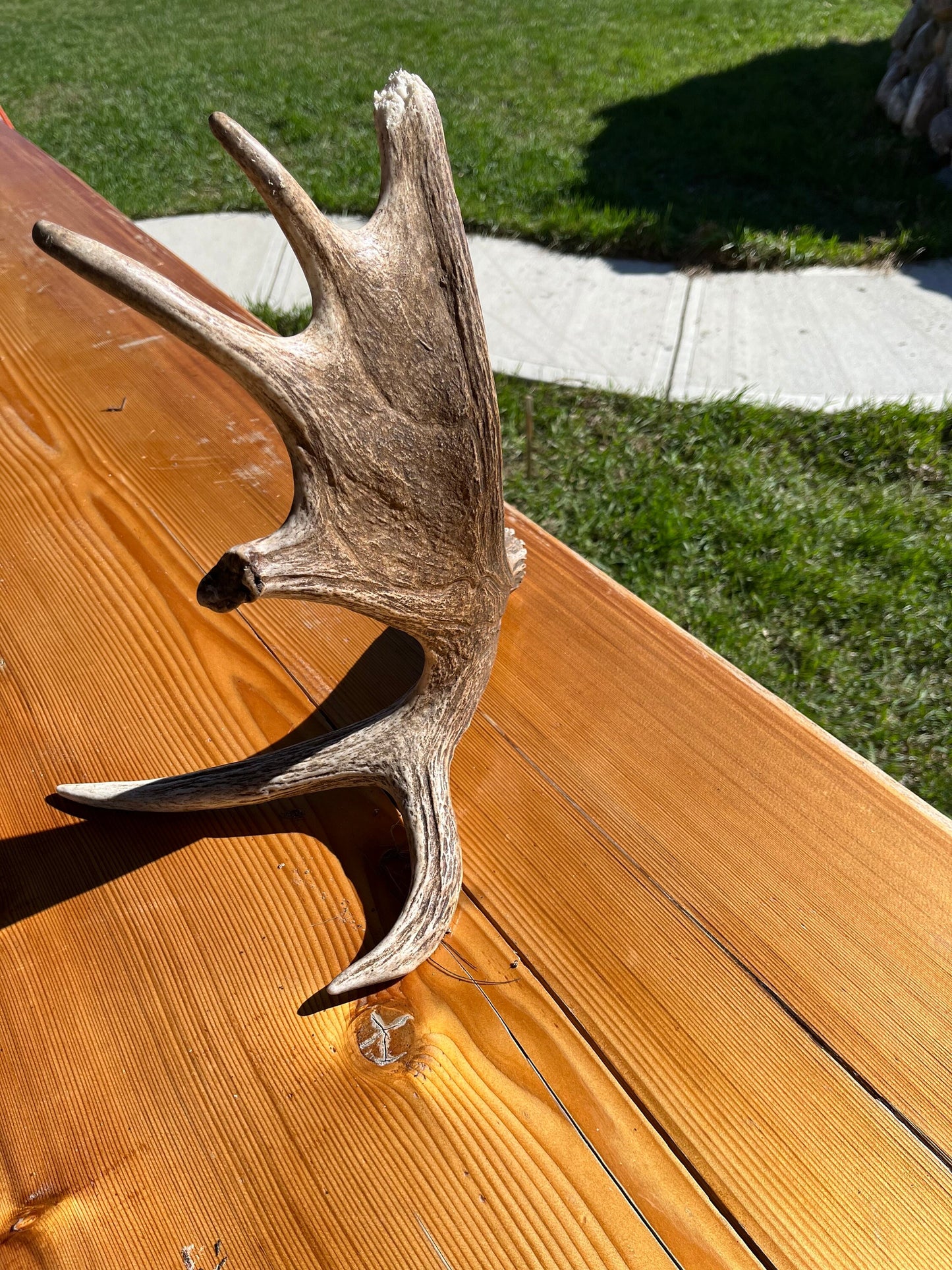 Moose Antler. Bull Moose Antler. Crafting. Decor. Centrepiece.