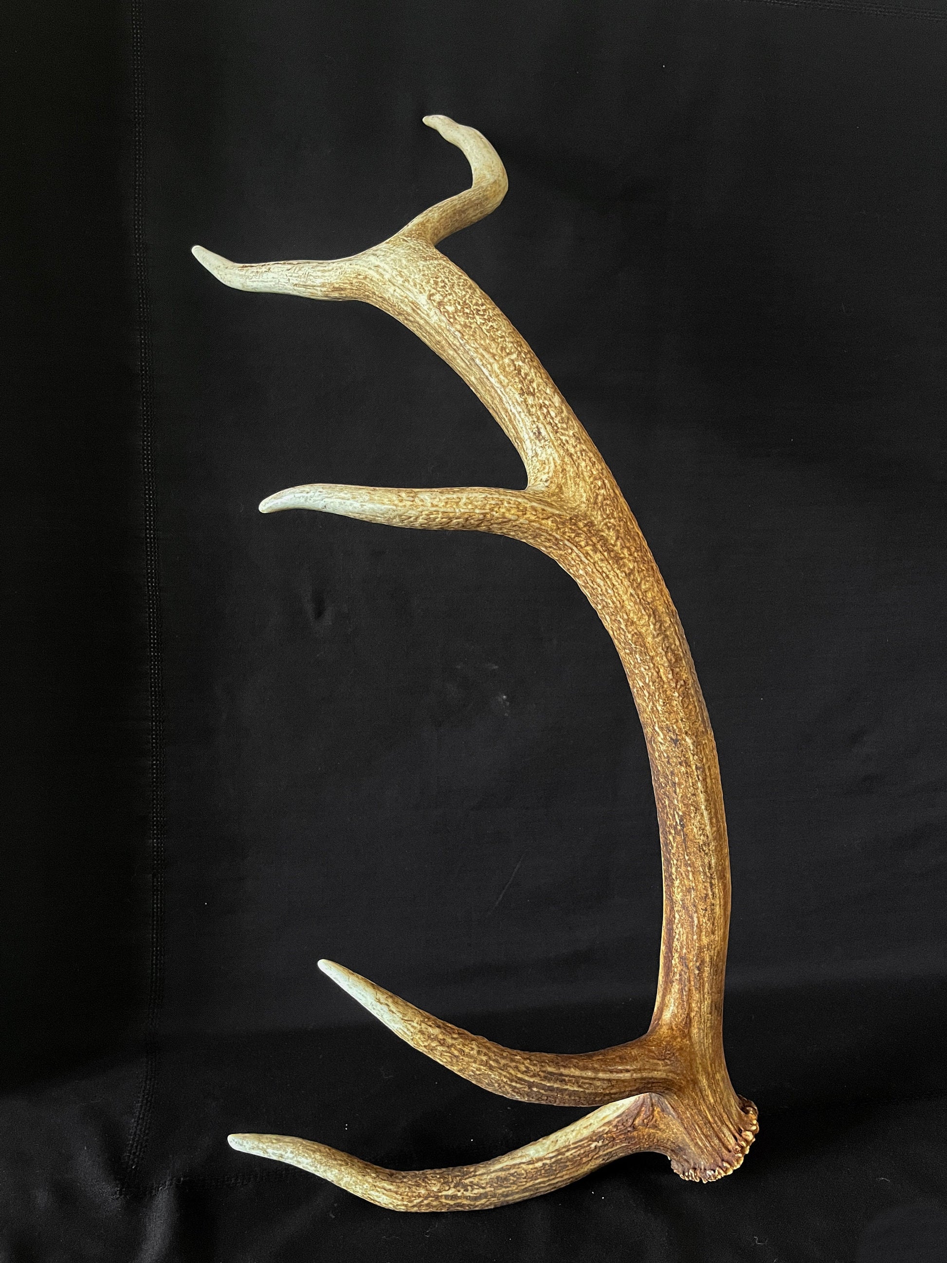 Elk Antler. Wild Canadian Bull Elk Antler. Crafting & Home Decor