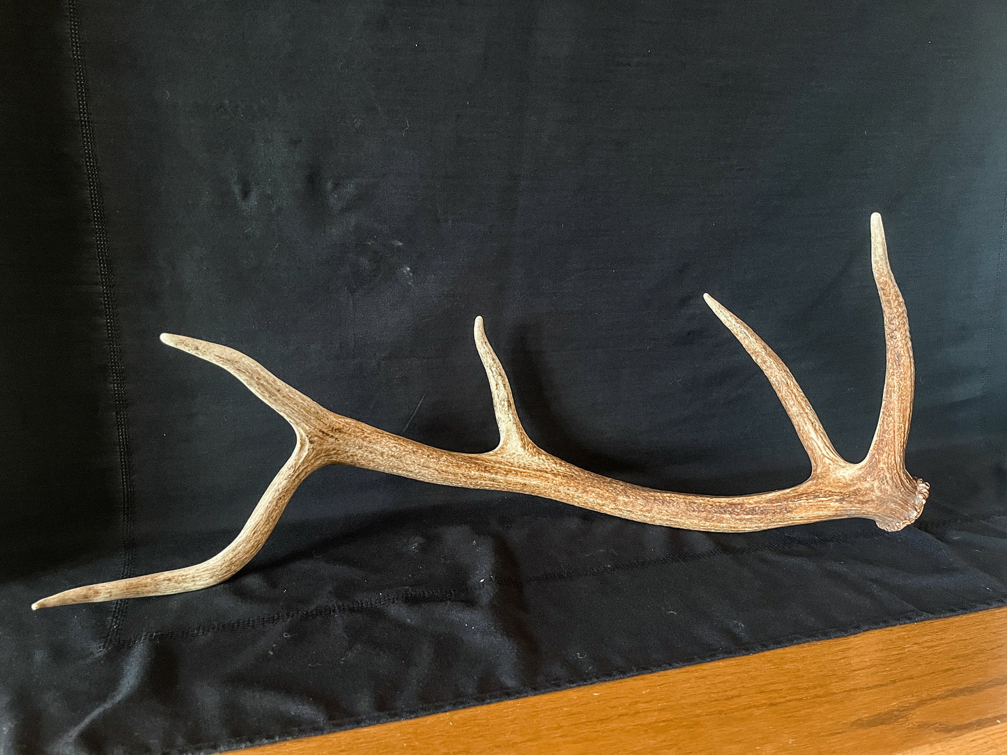 Elk Antler. Wild Canadian Bull Elk Antler. Crafting & Home Decor