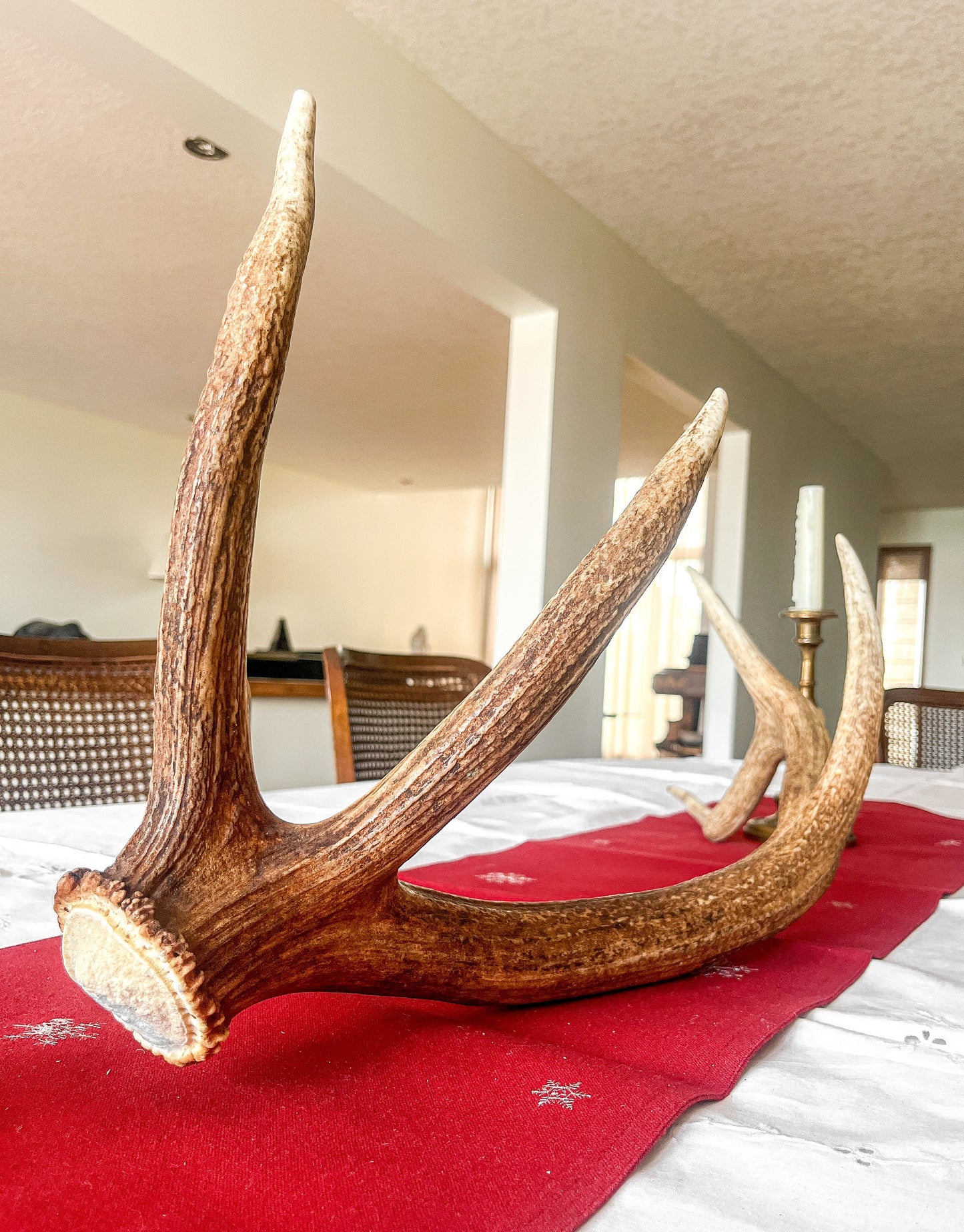 Elk Antler. Wild Canadian Bull Elk Antler. Crafting & Home Decor