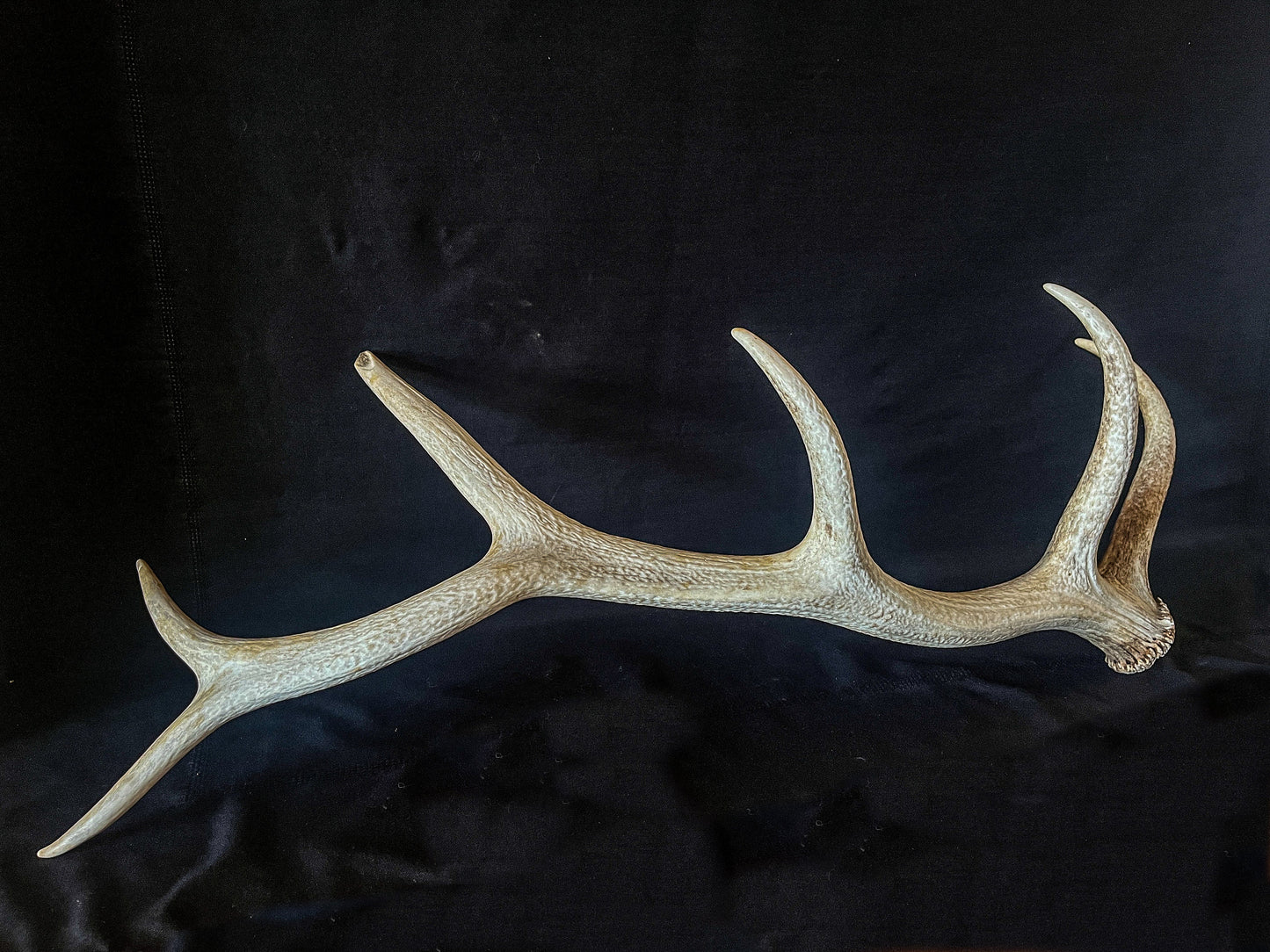 Canadian Bull Elk Antler. Wild. Home & Decor Crafting and Table Centerpiece.