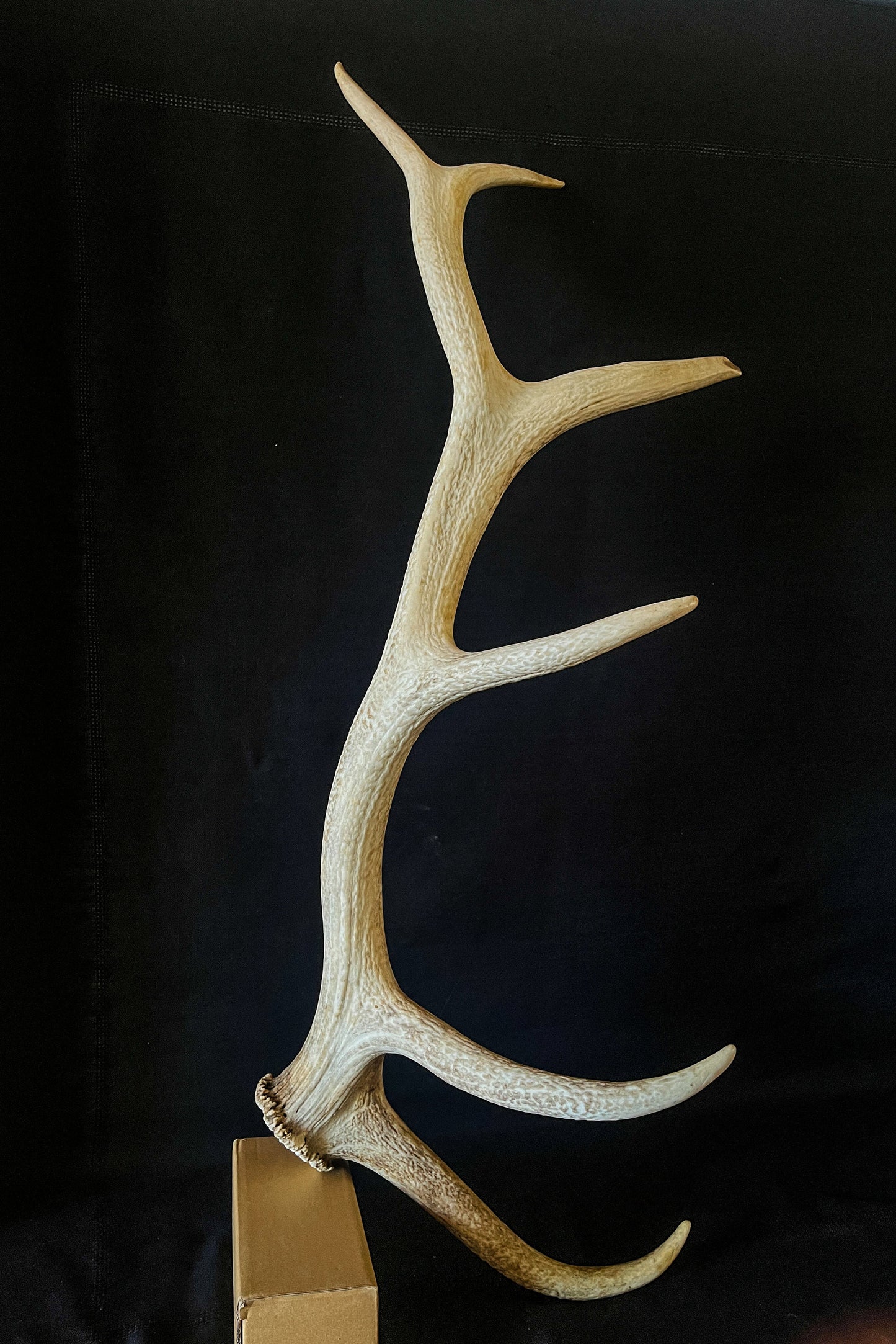 Canadian Bull Elk Antler. Wild. Home & Decor Crafting and Table Centerpiece.