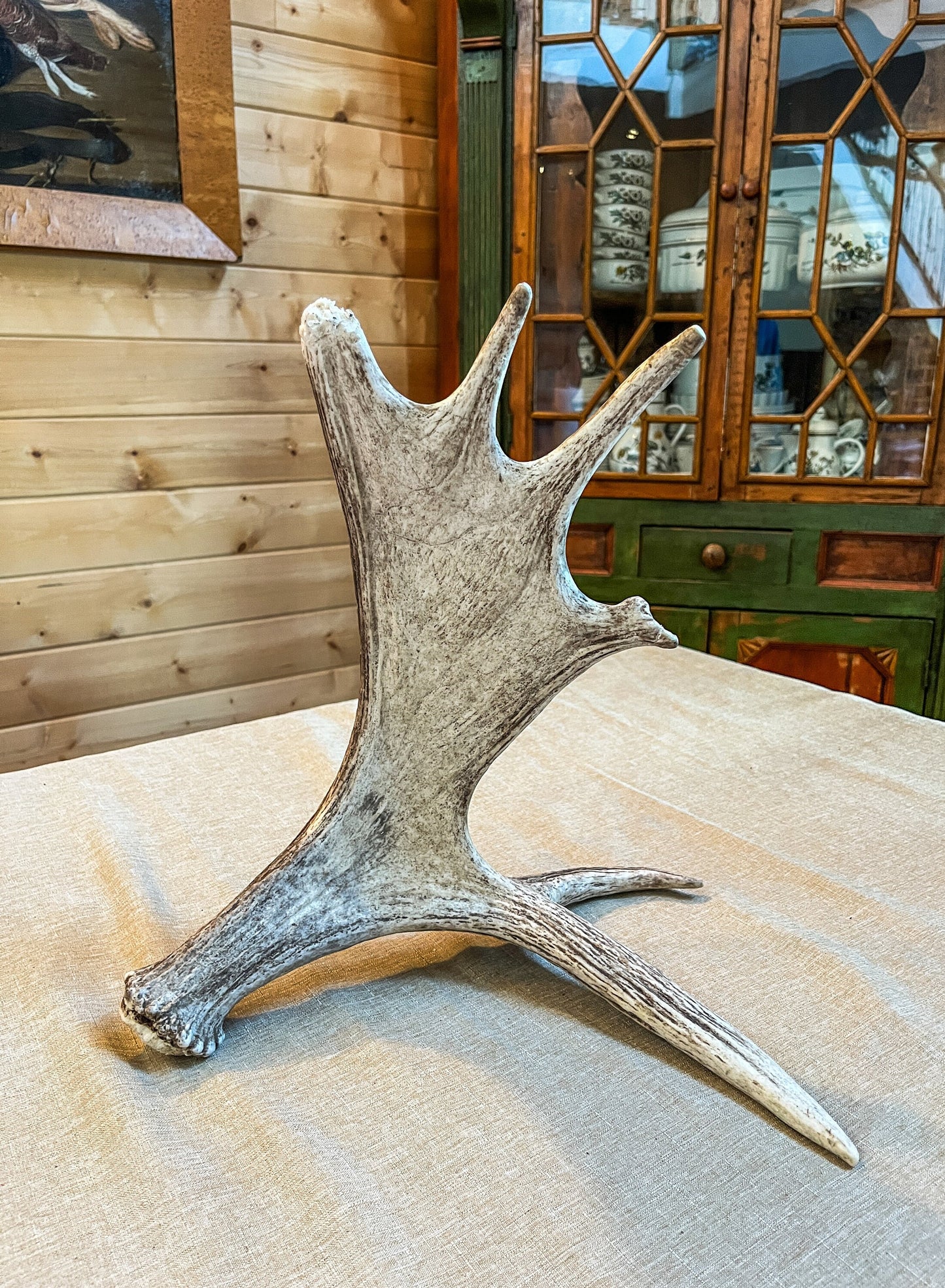 Moose Antler. Bull Moose Antler. Crafting. Decor. Centrepiece.