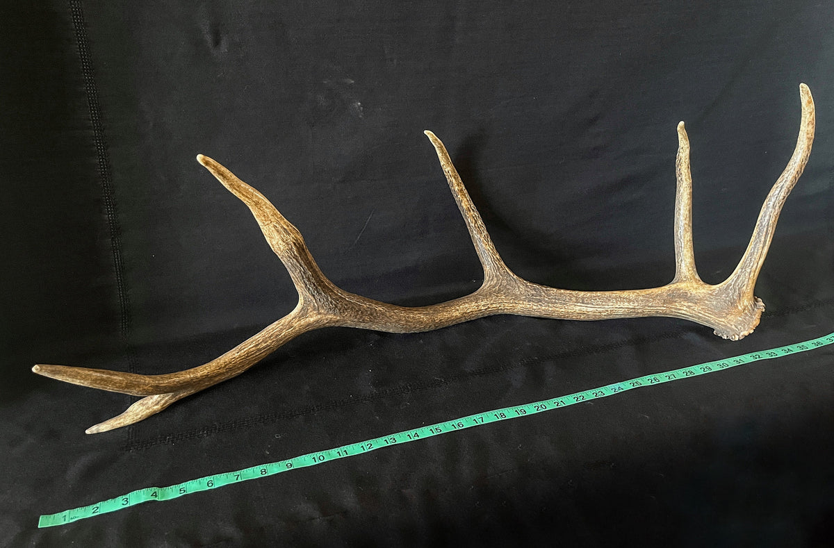 Large Elk Antler. Fresh, Wild Canadian Bull Elk Antler