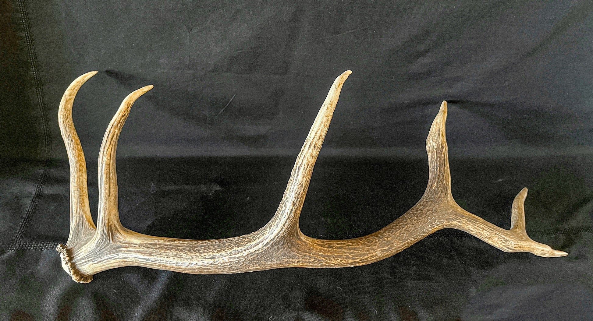 Antler. Elk Antler From A Wild Canadian Bull Elk. Crafting, Home Decor, and More.