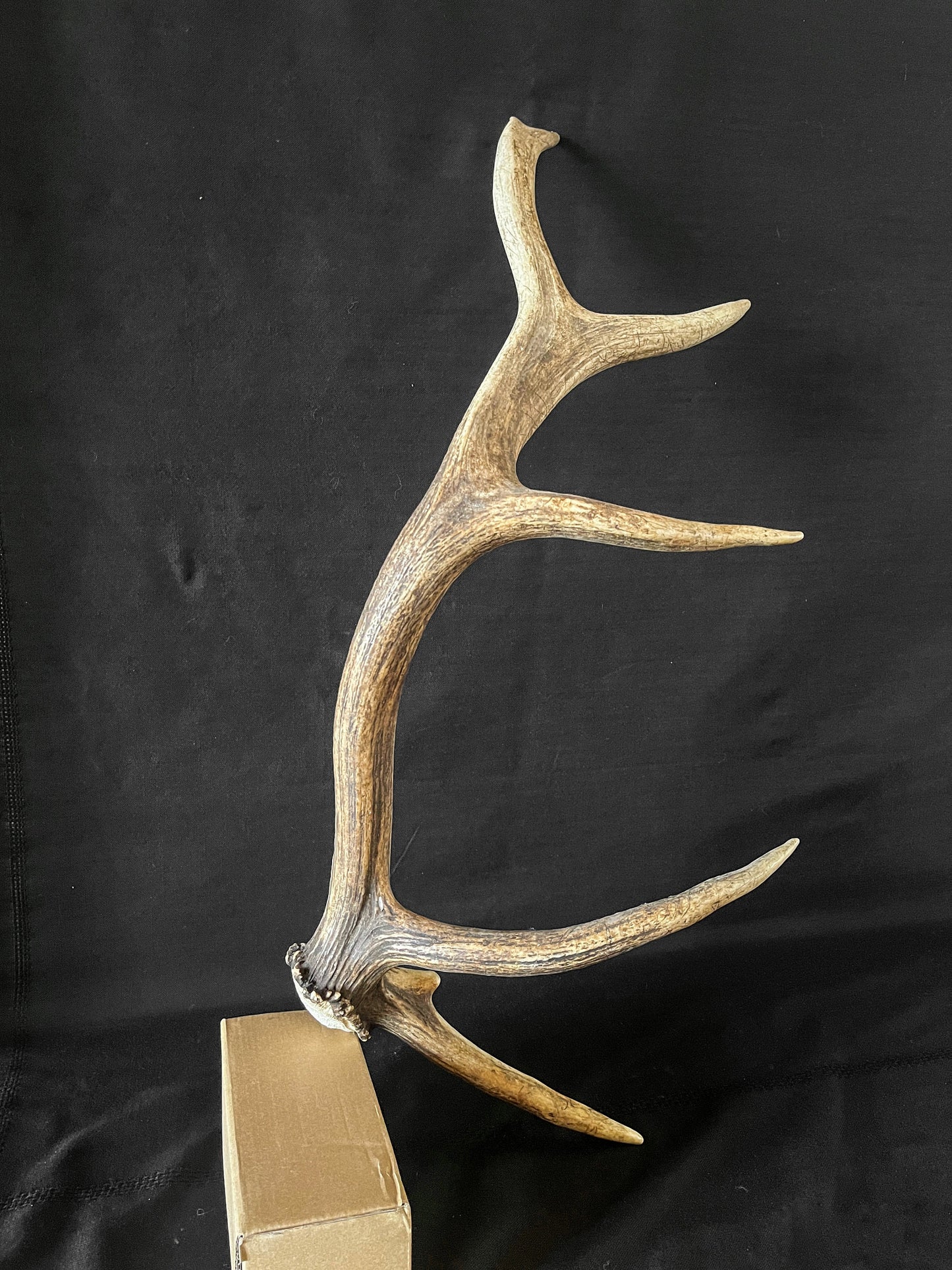 Wild Canadian Bull Elk Antler. Crafting & Home Decor, Table Centerpiece, Crafting, Terrarium.