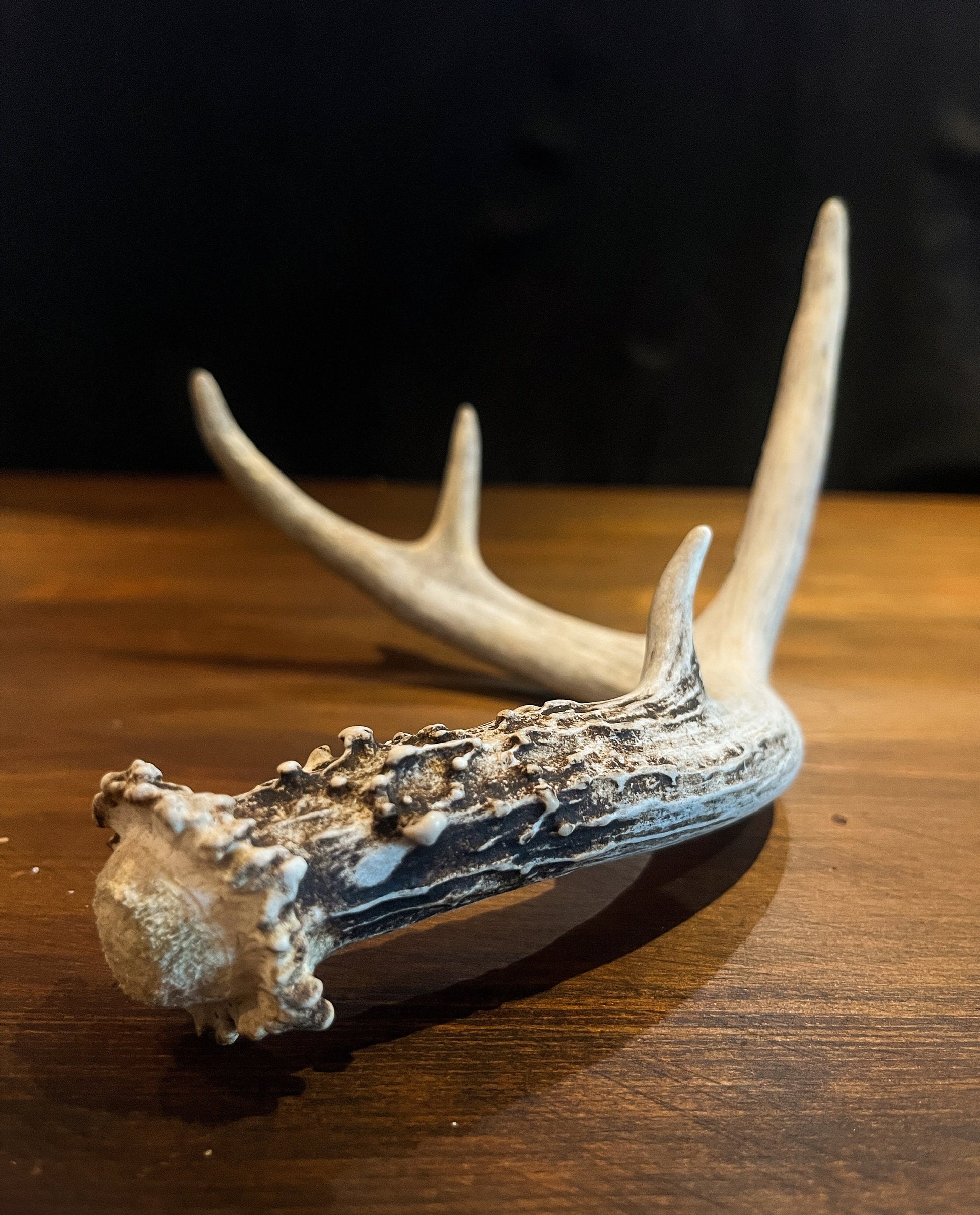 Natural White-tail Deer Antlers. ANY SIZE. Crafting, Decorations and So Much More. Highest Quality, Naturally Shed