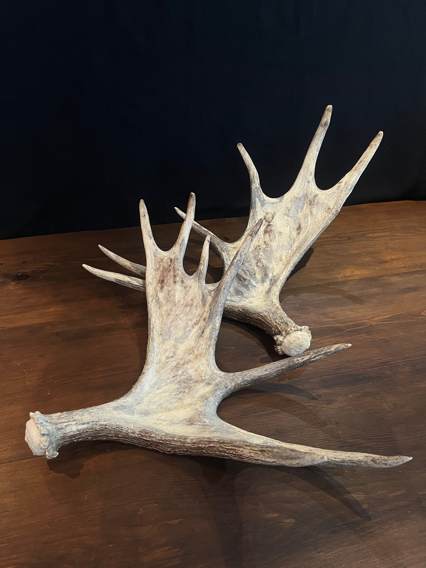 Moose Antler pair. Bull Moose Antlers. Crafting. Decor. Centrepiece.