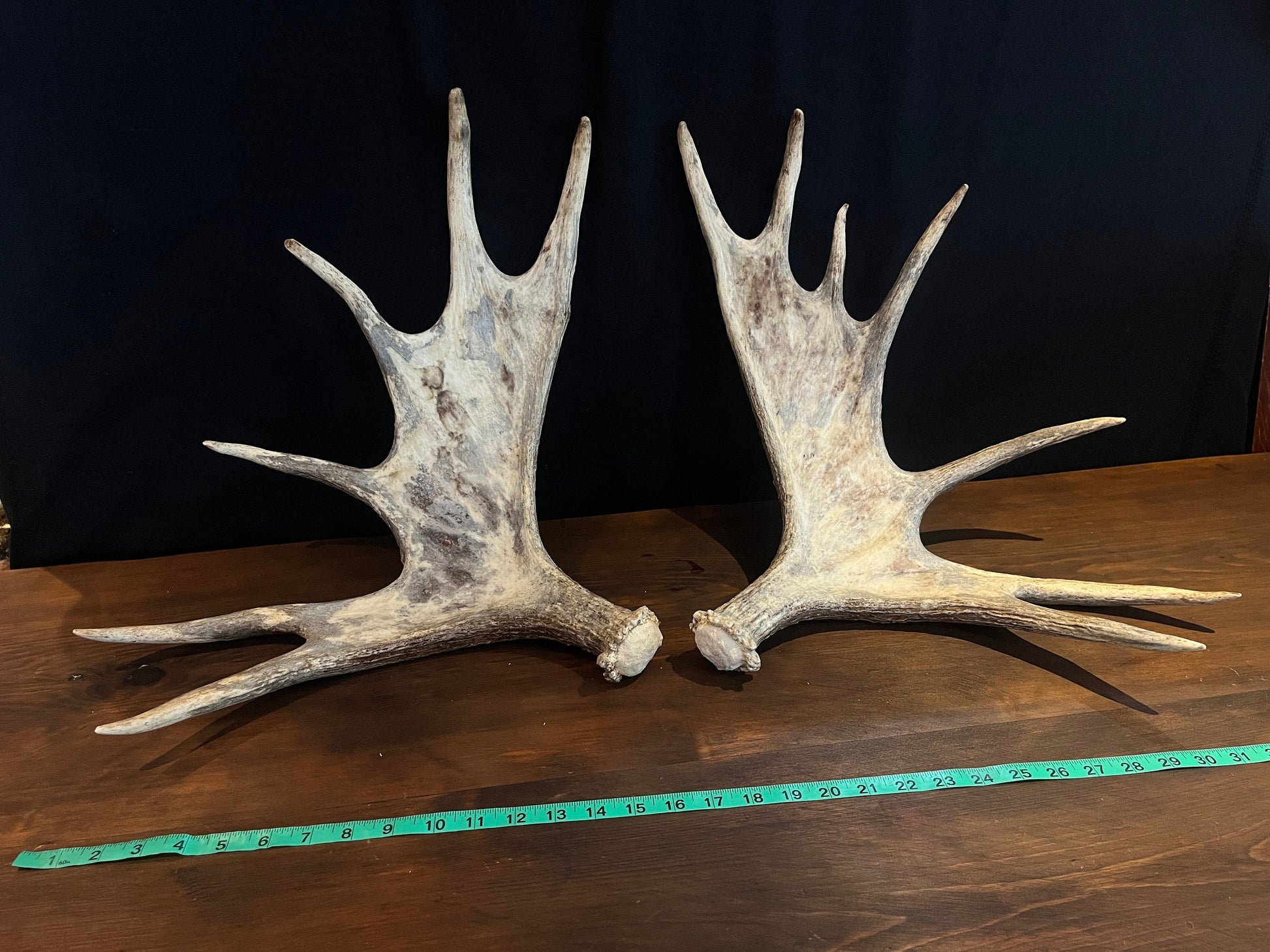 Moose Antler pair. Bull Moose Antlers. Crafting. Decor. Centrepiece.