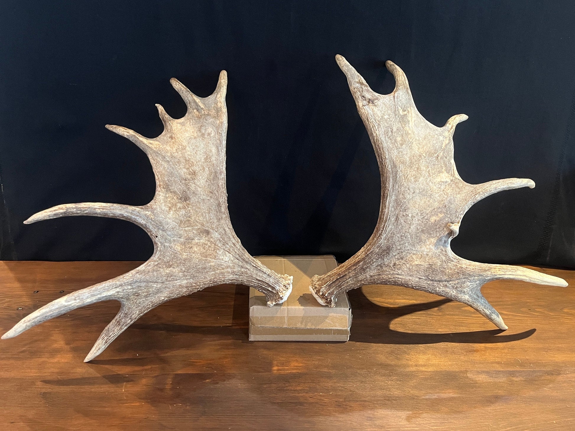 Moose Antler pair. Bull Moose Antlers. Crafting. Decor. Centrepiece.