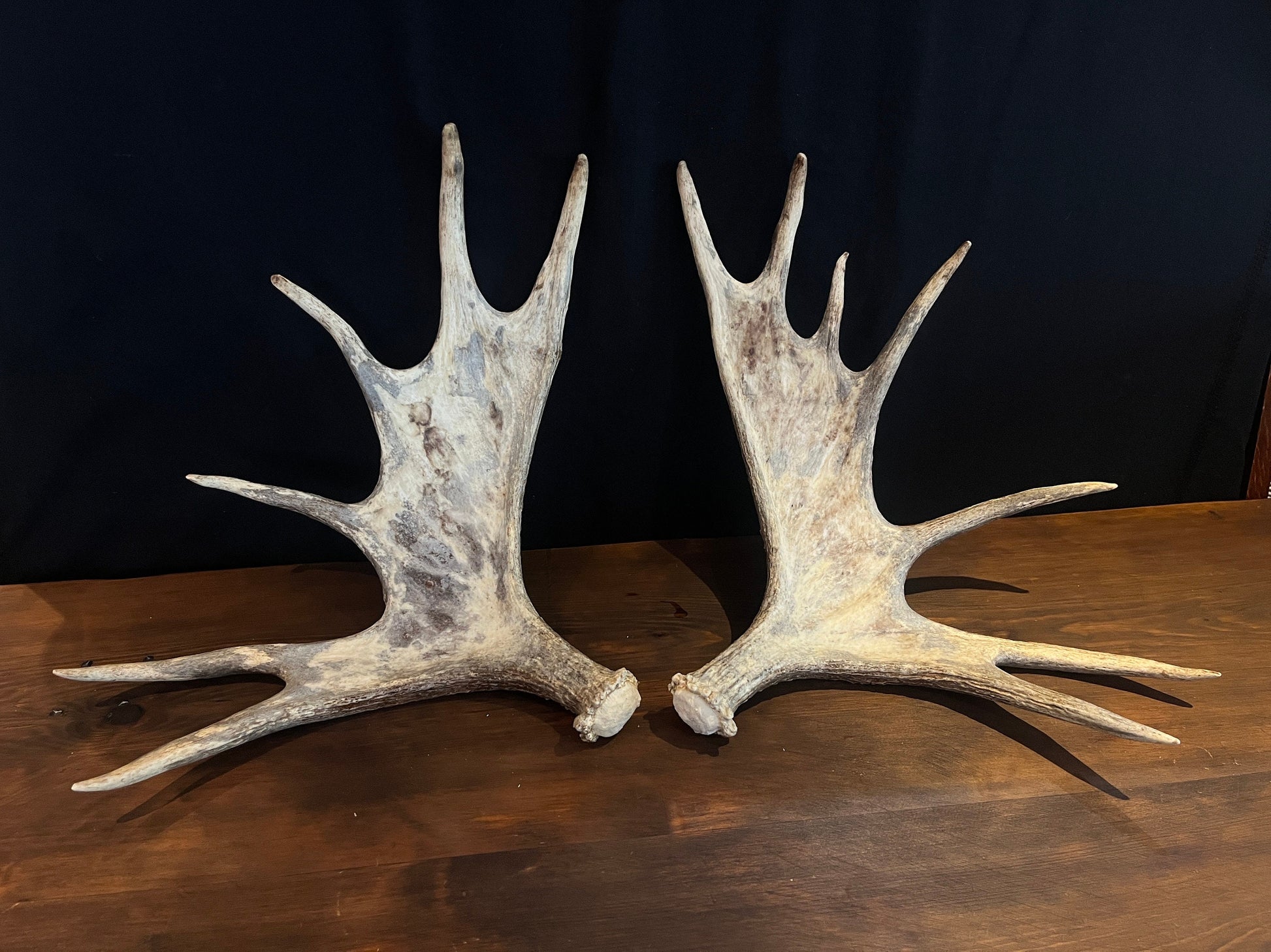 Moose Antler pair. Bull Moose Antlers. Crafting. Decor. Centrepiece.