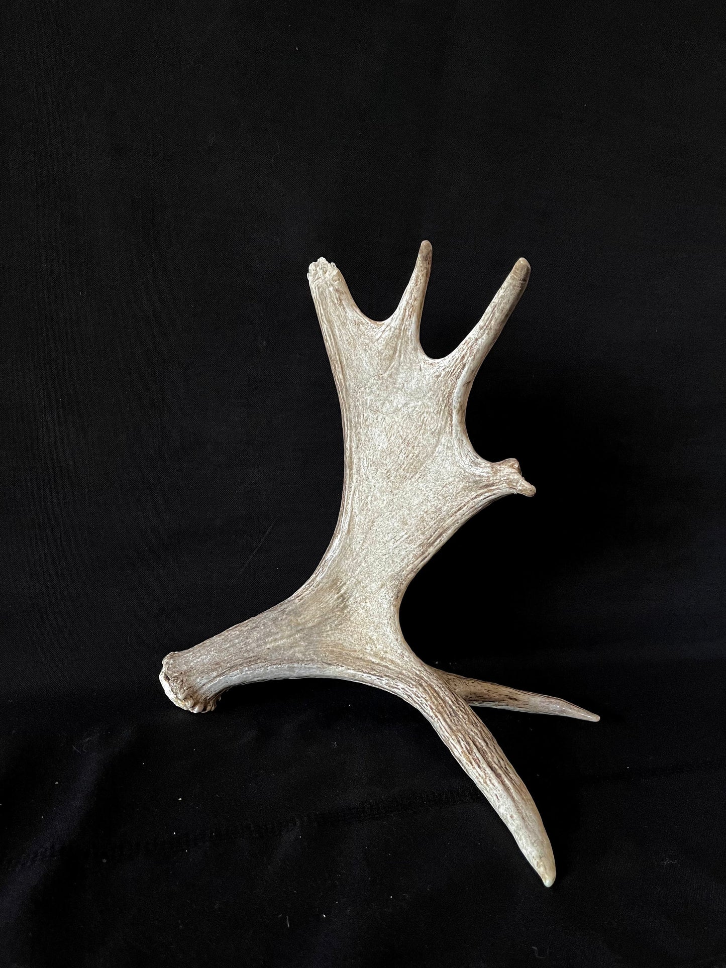 Moose Antler. Bull Moose Antler. Crafting. Decor. Centrepiece.