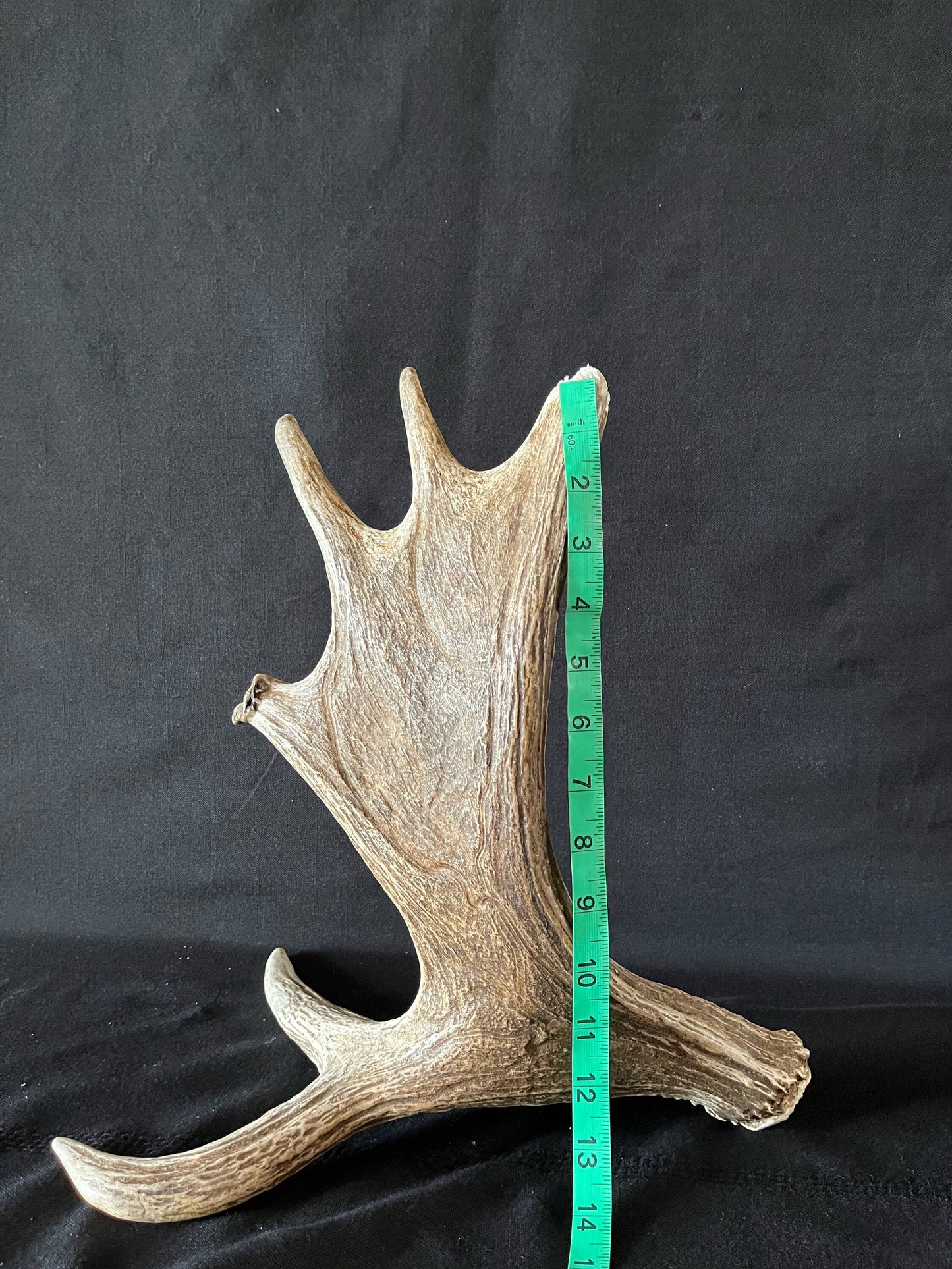 Moose Antler. Bull Moose Antler. Crafting. Decor. Centrepiece.