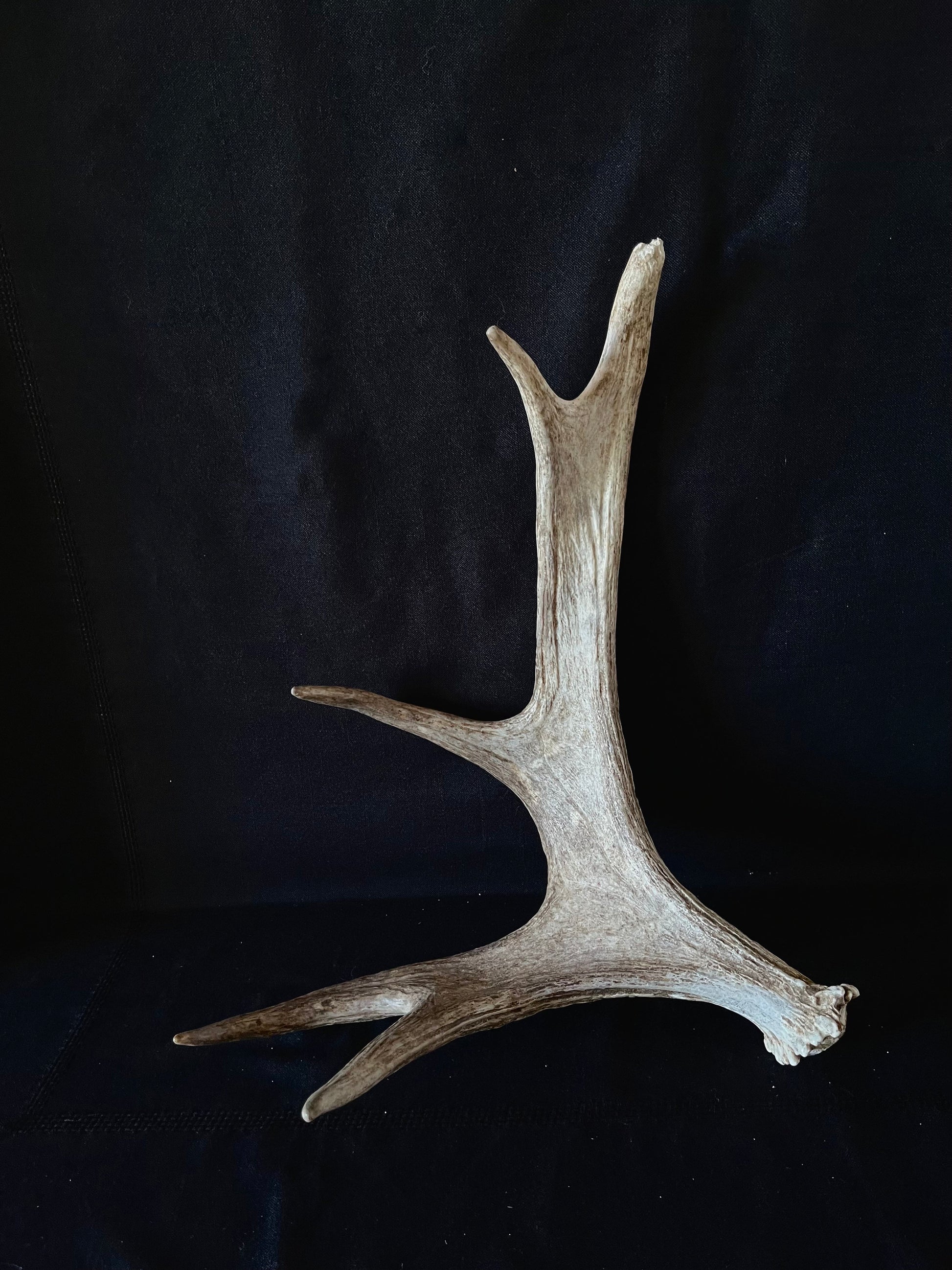 Bull Moose Antler. Medium sized. For crafting, decor and more