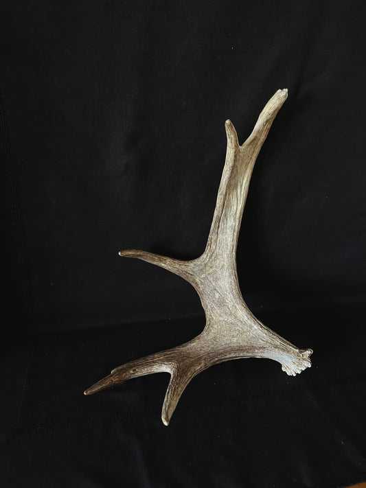 Bull Moose Antler. Medium sized. For crafting, decor and more